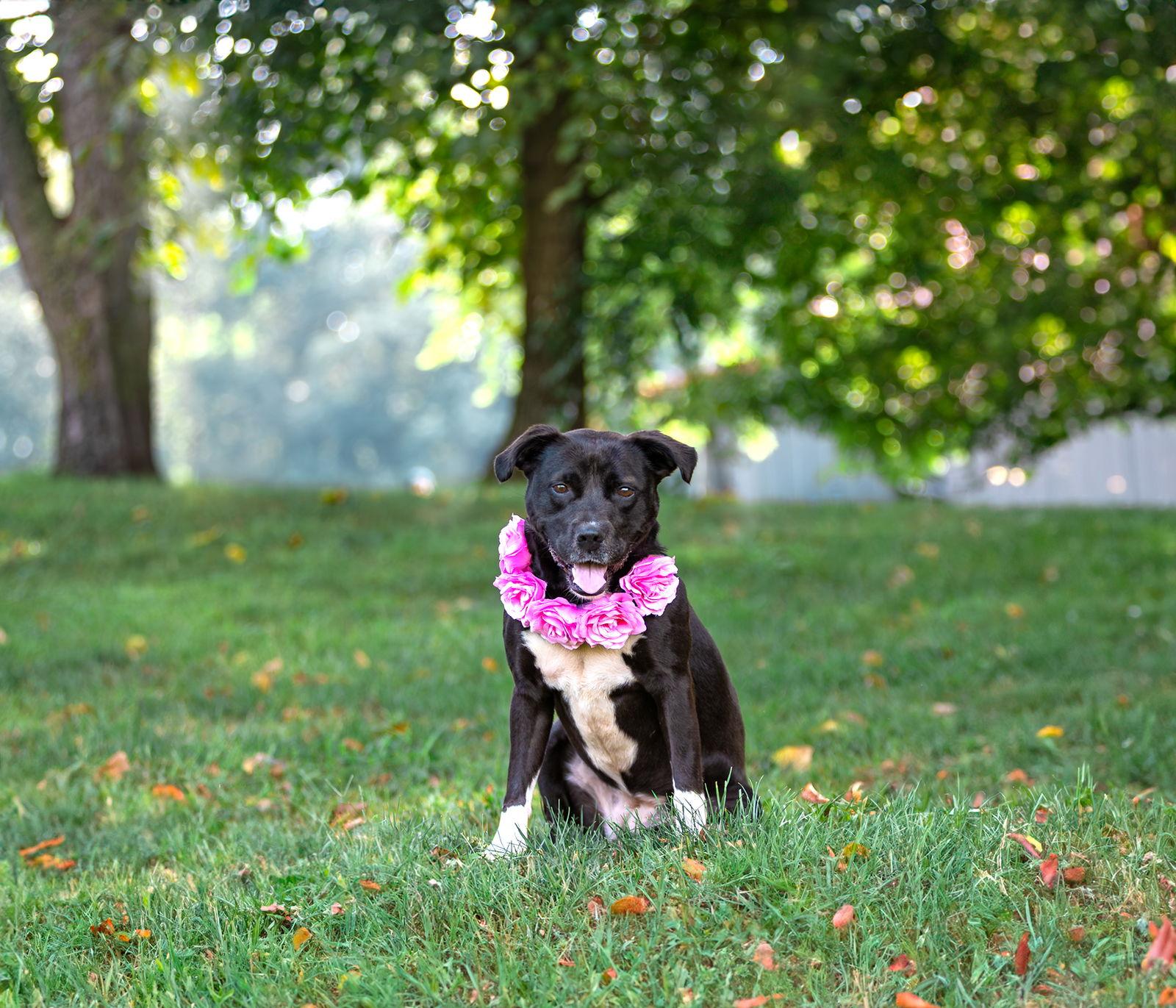 Enlarge Morgan, a Adoptable mixed breed in Coatesville, PA image 3/3