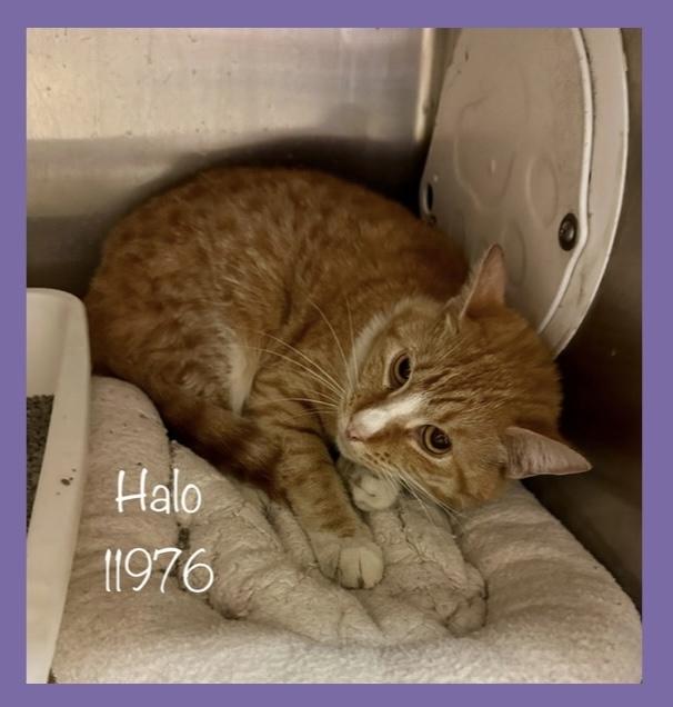 Halo is a beautiful and rare 2 year old orange GIRLIE Orange cats are very rarely female She was u