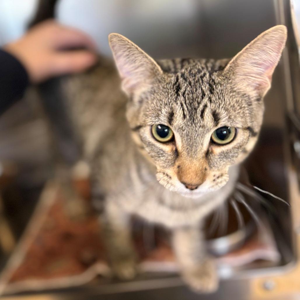 Ruby, Adoptable, Kitten Female Siamese.