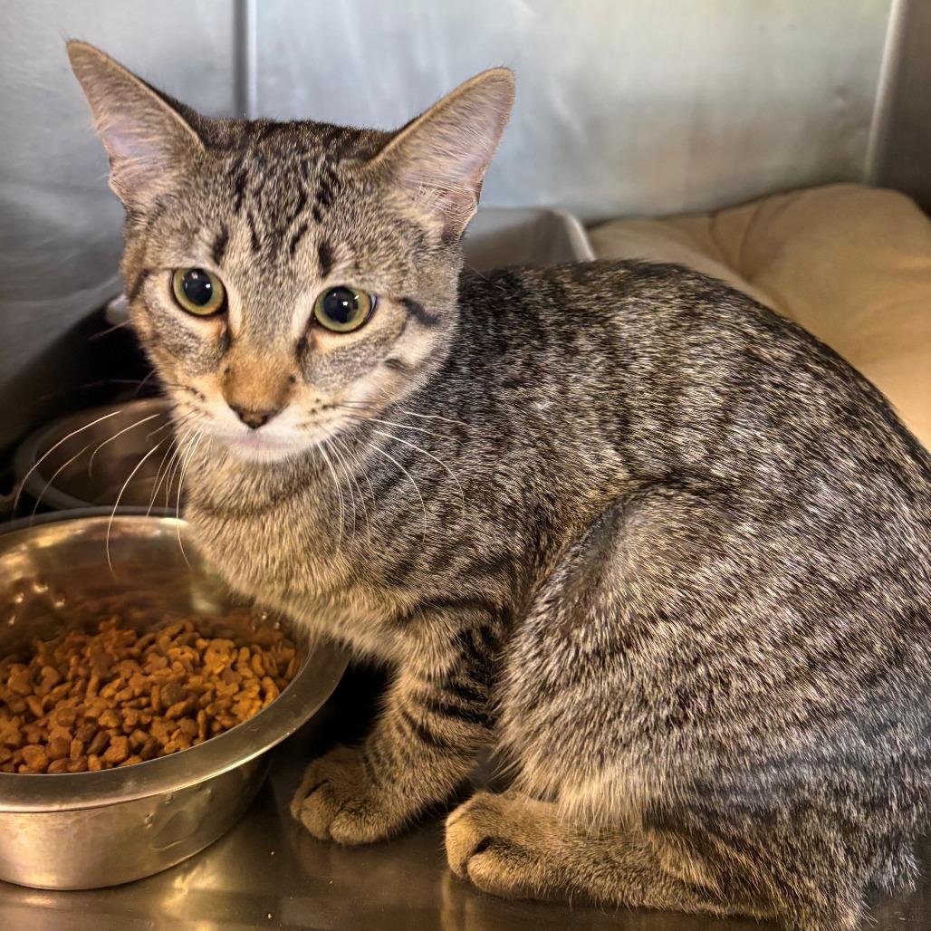 Enlarge Ruby, a Adoptable Siamese in Chehalis, WA image 2/2