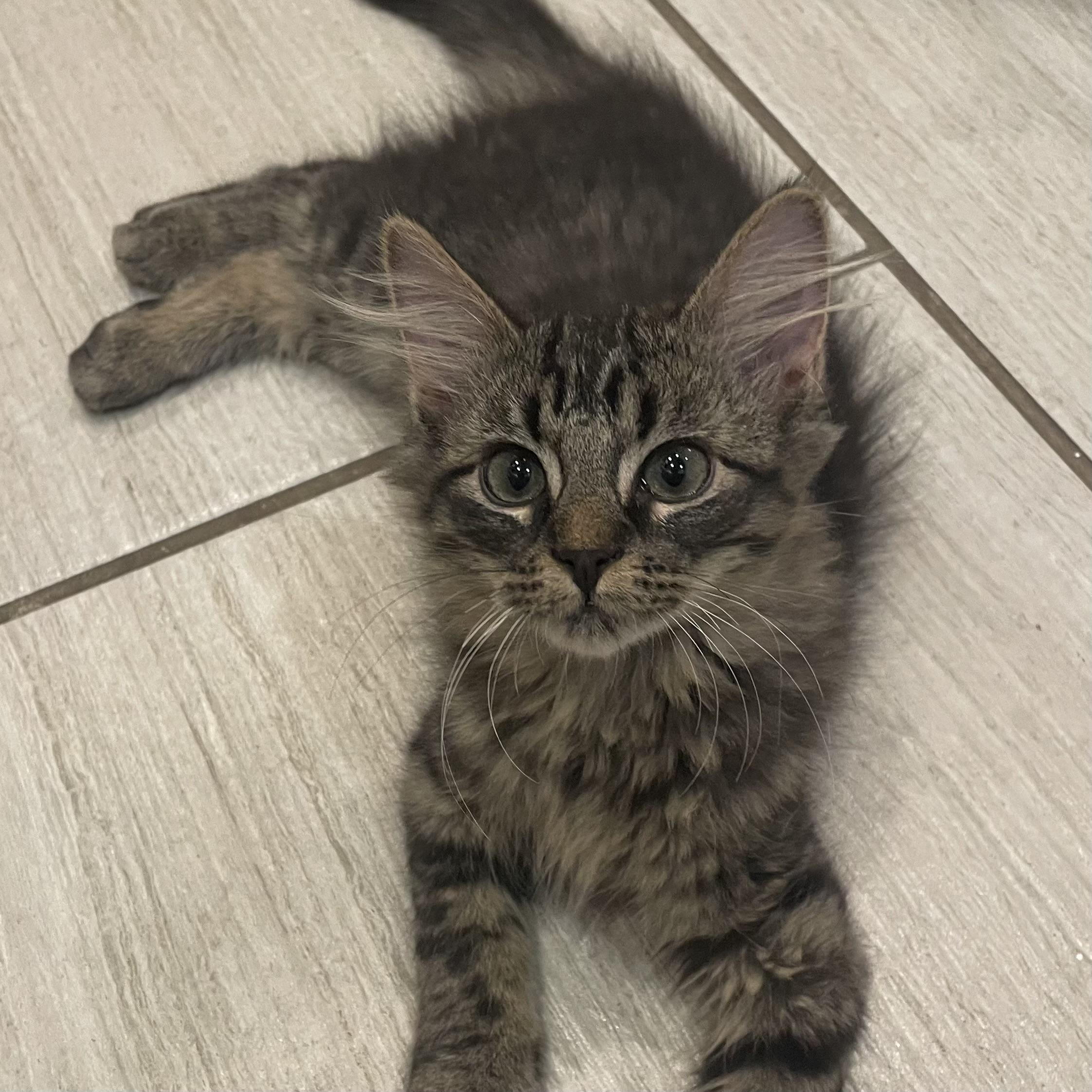 Enlarge Bow, an adopted Domestic Medium Hair in Bentonville, AR image 1/1