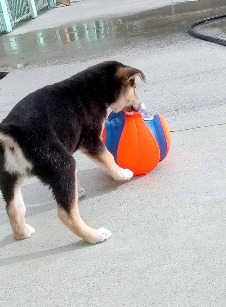Pastrami, Adopted, Puppy Male German Shepherd Dog & Siberian Husky.