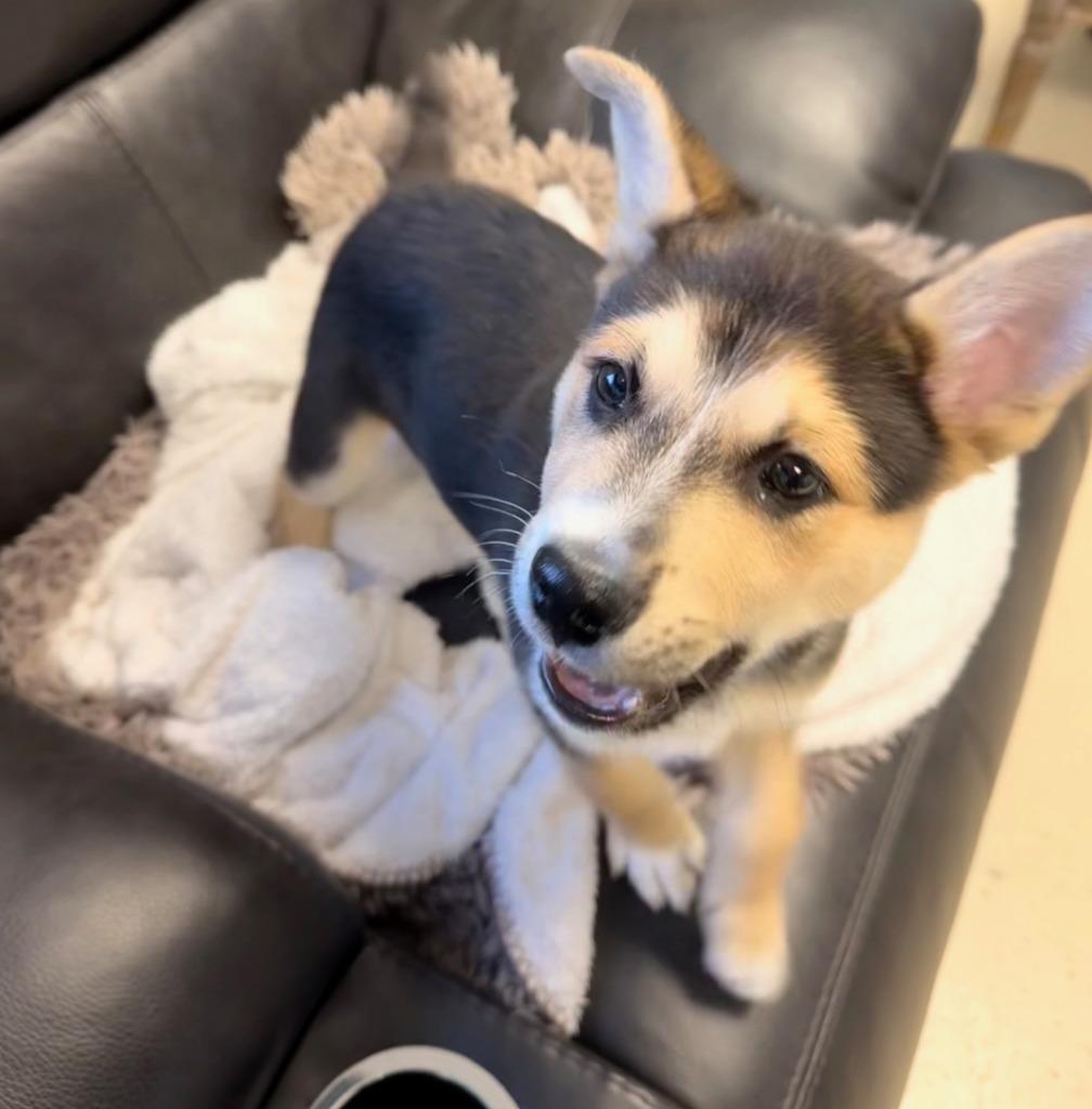 Enlarge Pastrami, a Adopted mixed breed in Blountville, TN image 2/6