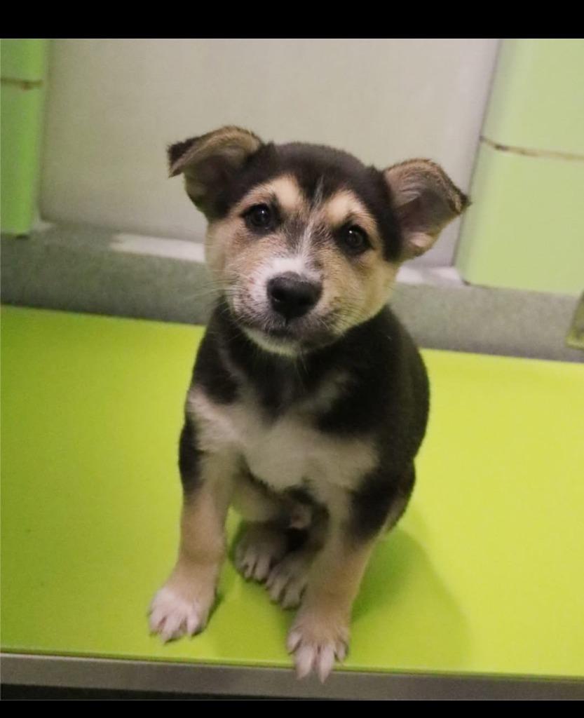 Enlarge Pastrami, a Adopted mixed breed in Blountville, TN image 3/6