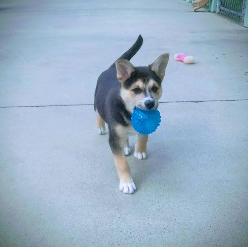 Enlarge Pastrami, a Adopted mixed breed in Blountville, TN image 4/6