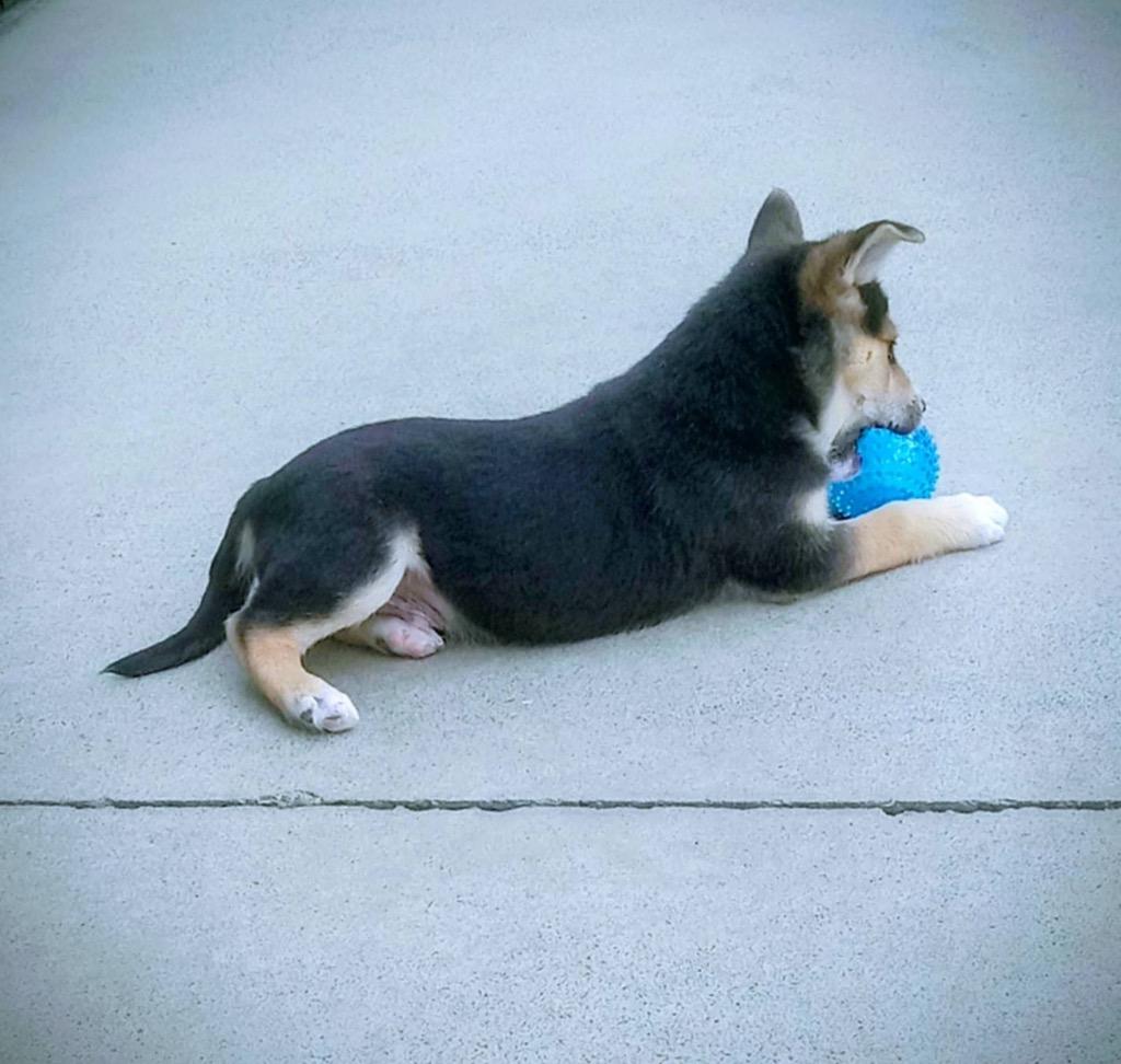 Enlarge Pastrami, a Adopted mixed breed in Blountville, TN image 5/6