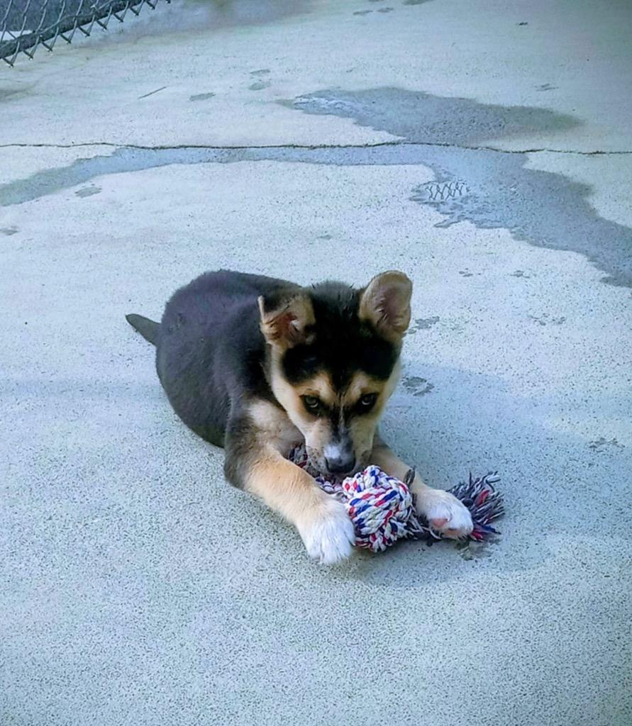 Enlarge Pastrami, a Adopted mixed breed in Blountville, TN image 6/6