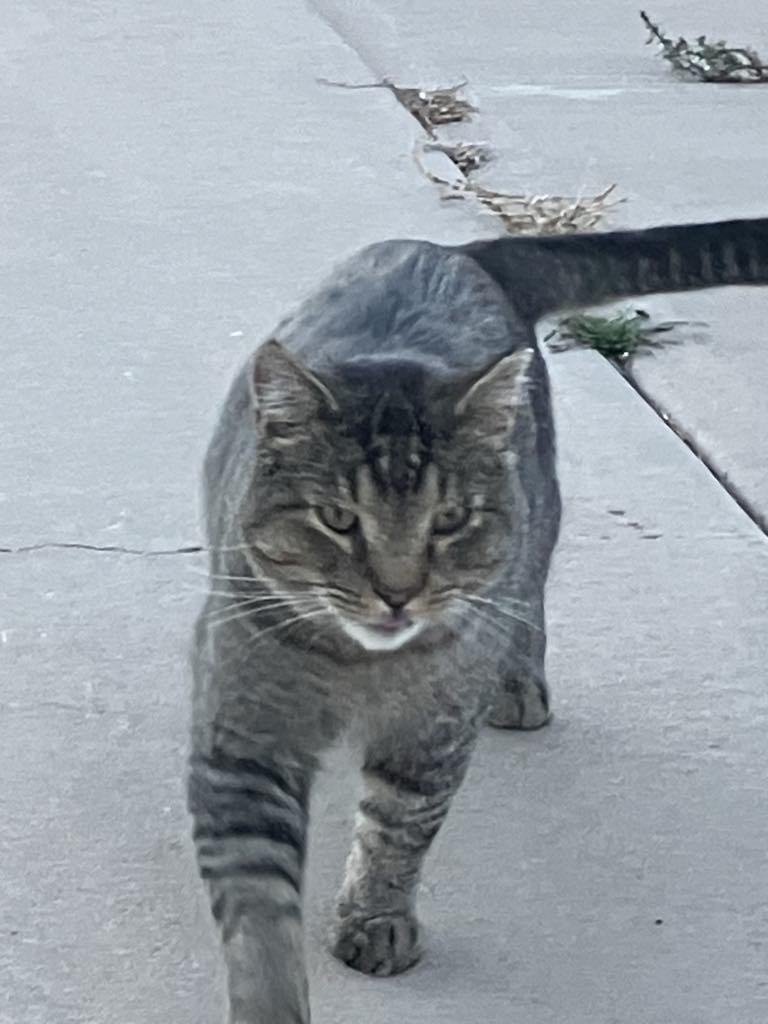 Enlarge Sammy, a Adoptable Domestic Short Hair in Colorado Springs, CO image 1/2