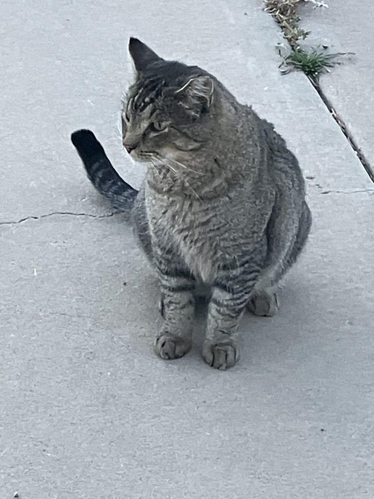 Enlarge Sammy, a Adoptable Domestic Short Hair in Colorado Springs, CO image 2/2