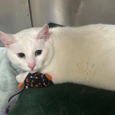 Leo, Adult Male Domestic Short Hair