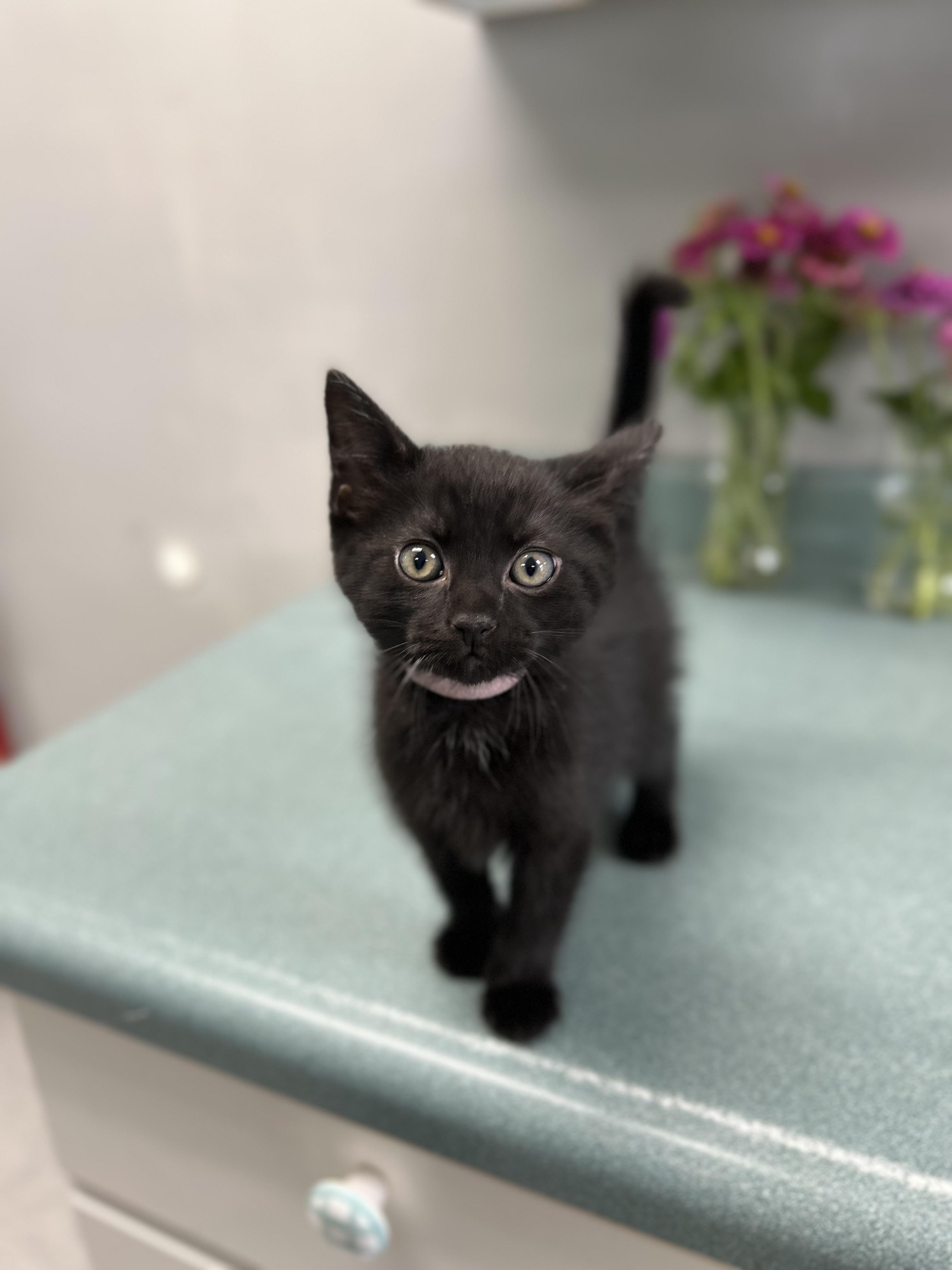 Patches, a ADOPTABLE Domestic Short Hair in Bardstown, KY image 2/2