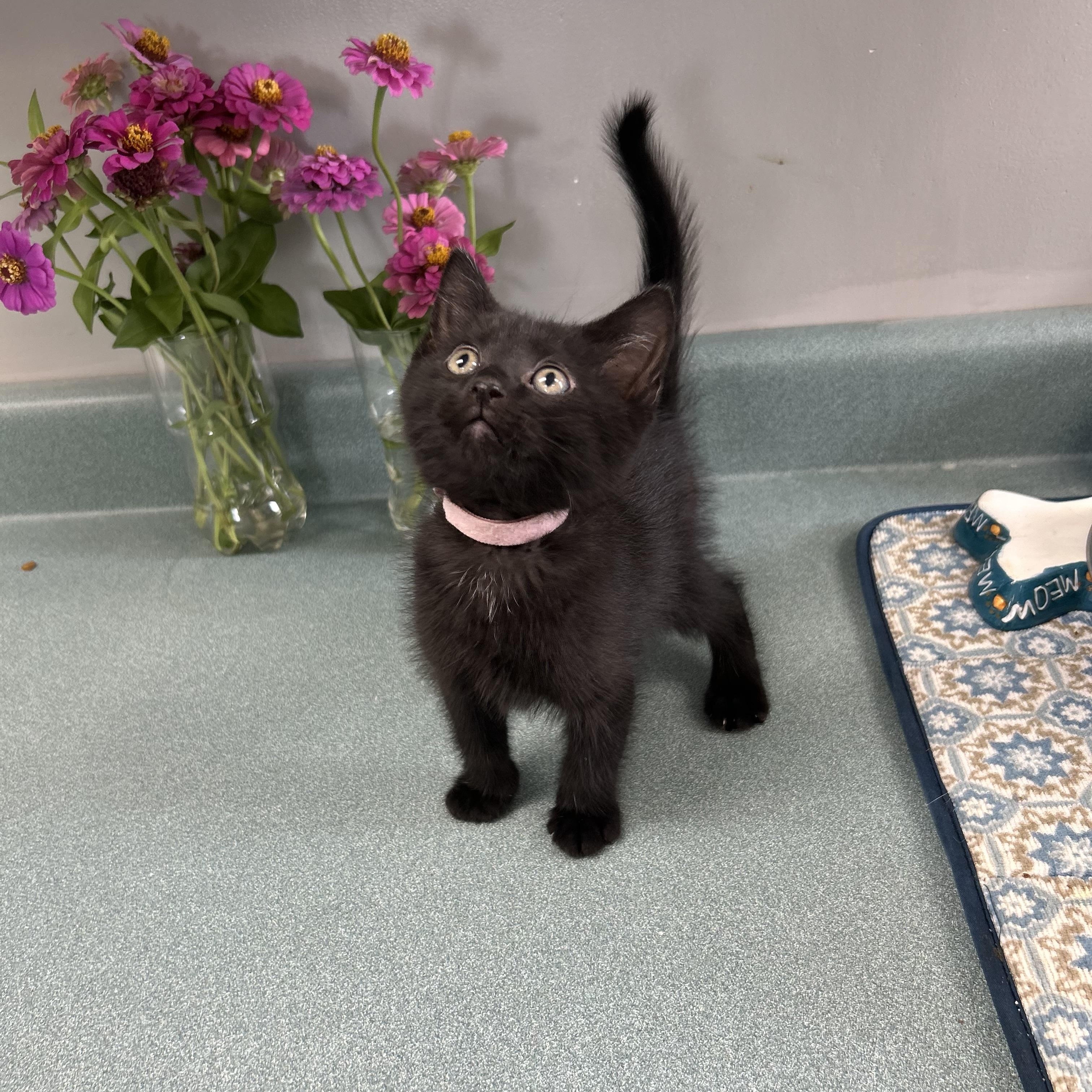 Patches, a ADOPTABLE Domestic Short Hair in Bardstown, KY image 1/2
