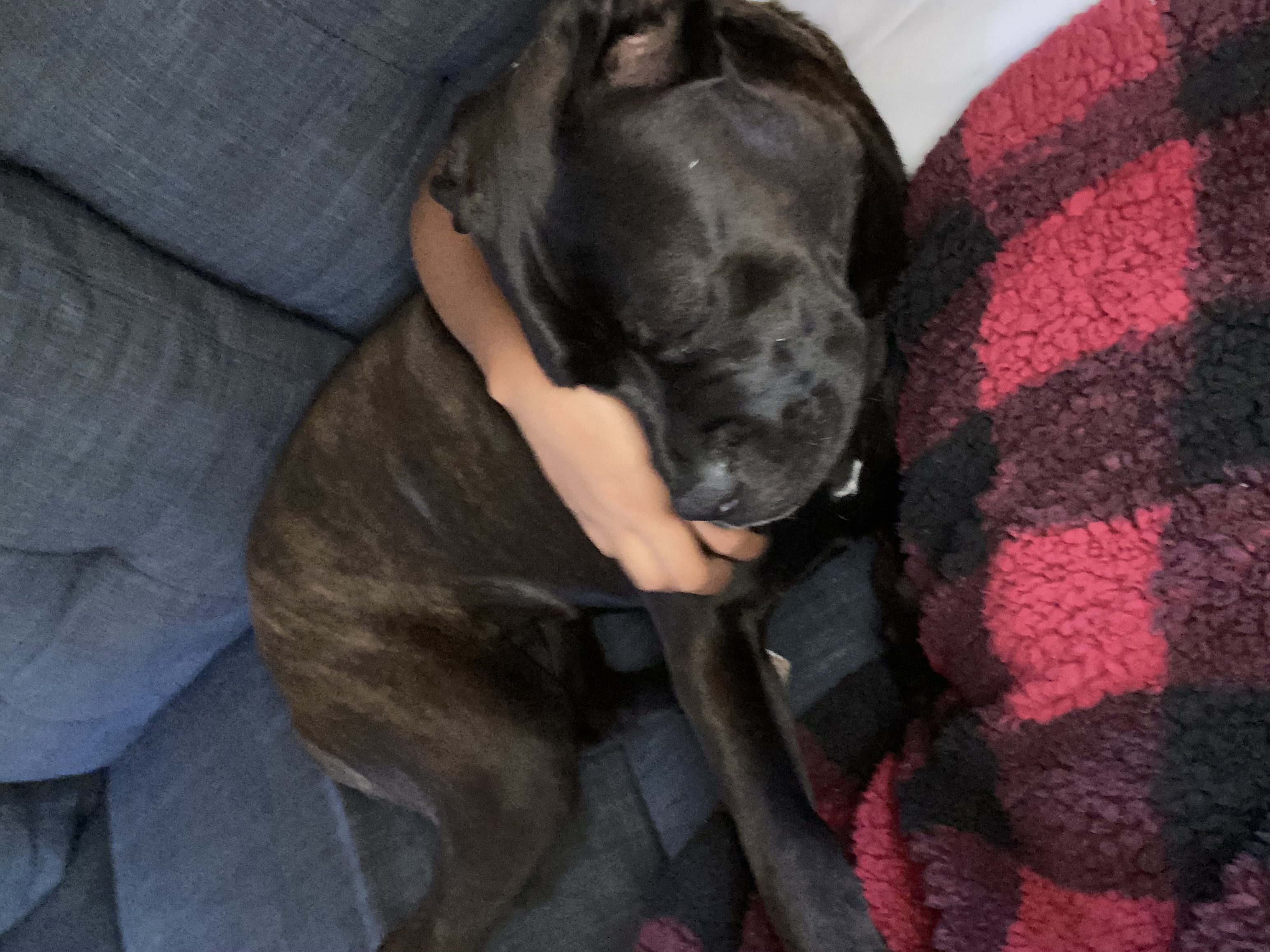 Enlarge Stiorra, a Adopted mixed breed in Corona, CA image 4/6