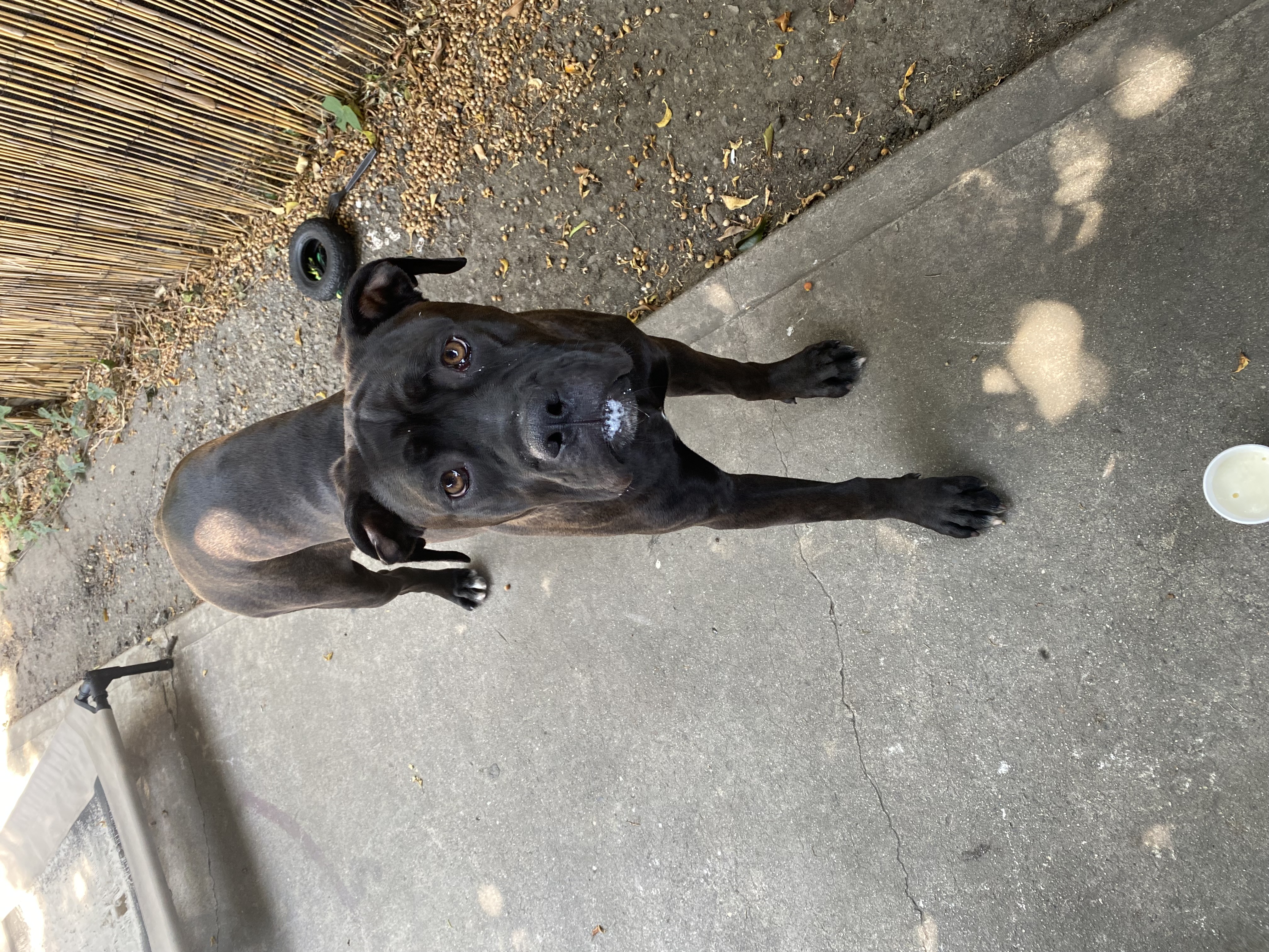 Enlarge Stiorra, a Adopted mixed breed in Corona, CA image 5/6