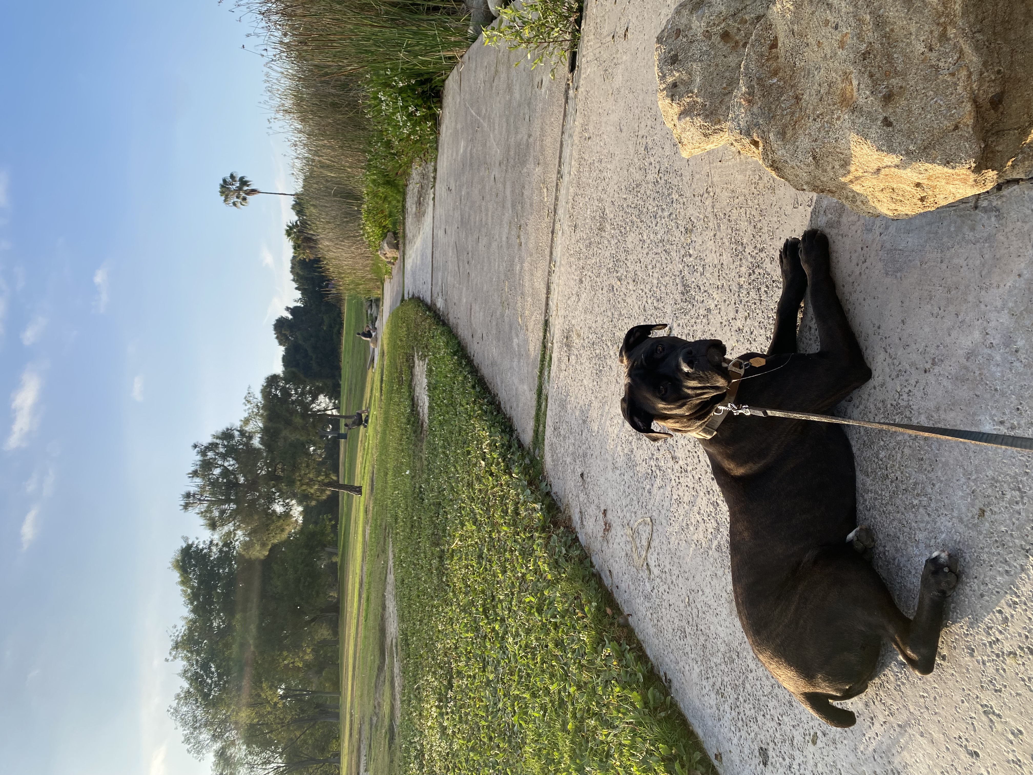 Enlarge Stiorra, a Adopted mixed breed in Corona, CA image 6/6