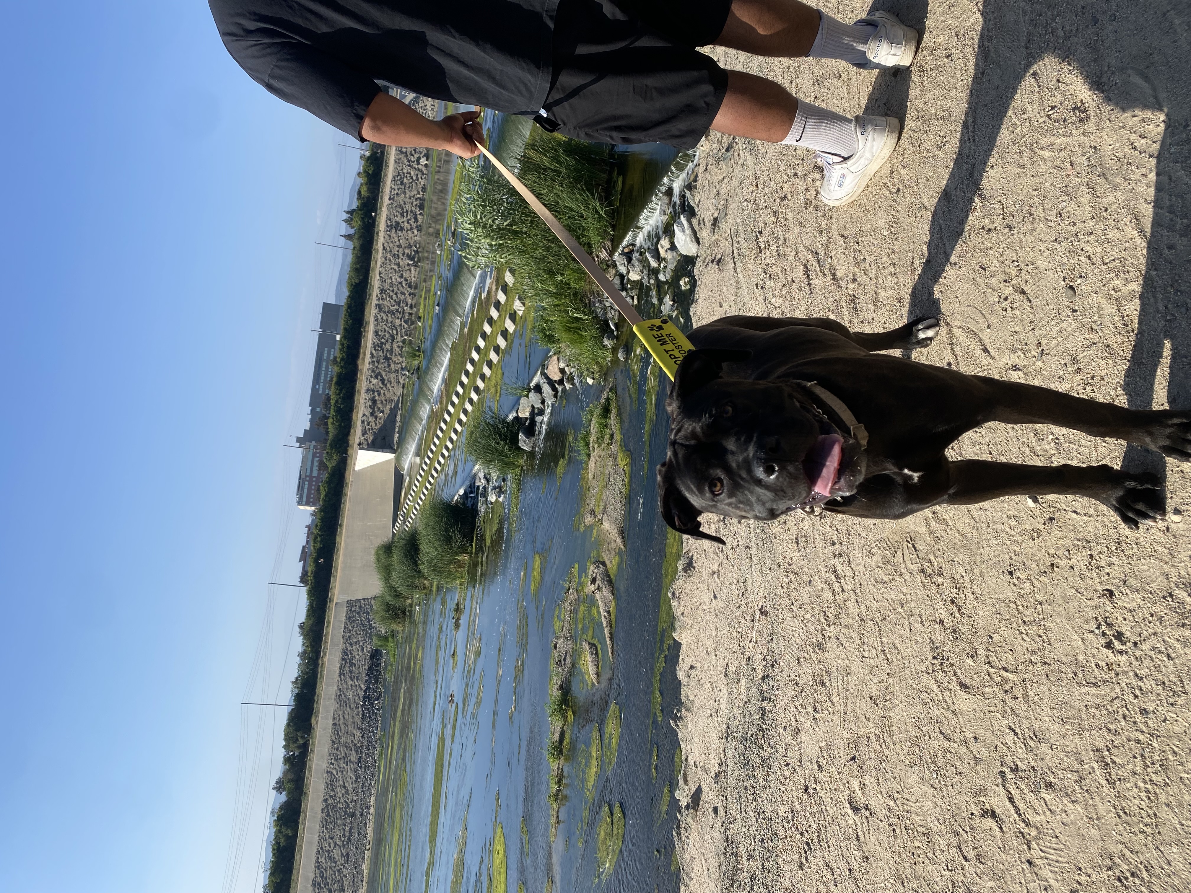 Stiorra, Adopted, Young Female Boxer & Cane Corso.