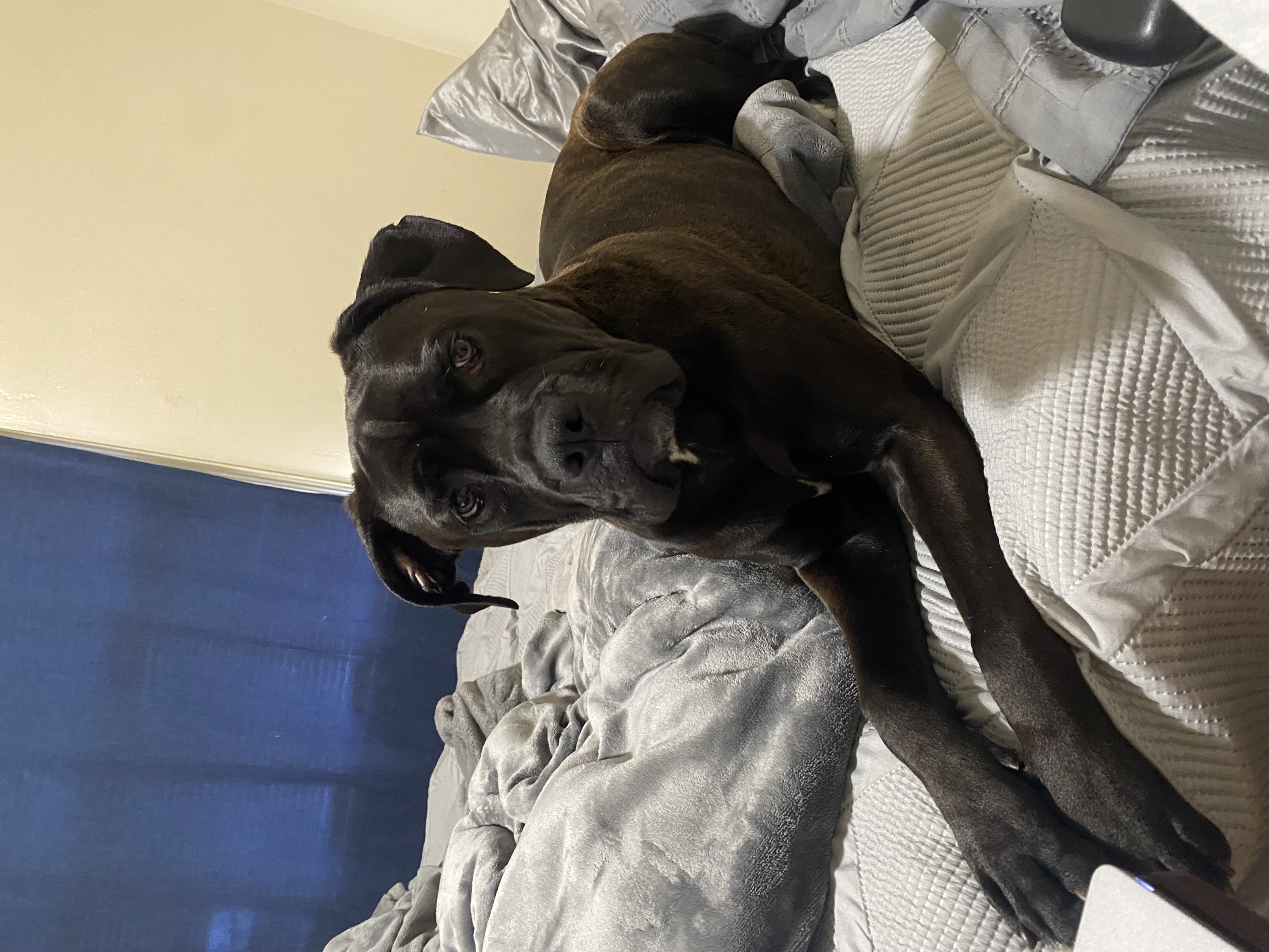 Enlarge Stiorra, a Adopted mixed breed in Corona, CA image 3/6