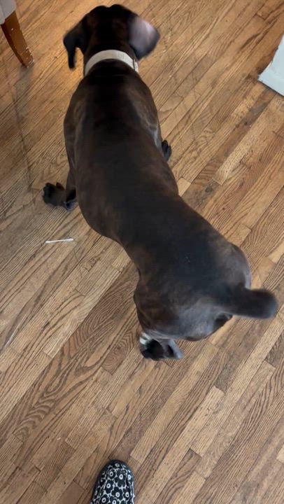 Enlarge Stiorra, a Adopted mixed breed in Corona, CA video 2/6