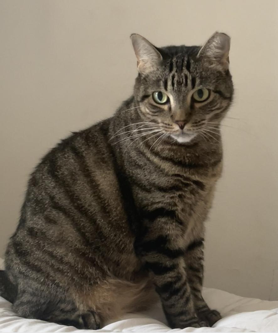Enlarge Prissy, a Adoptable Domestic Short Hair in Brooklyn, NY image 1/3