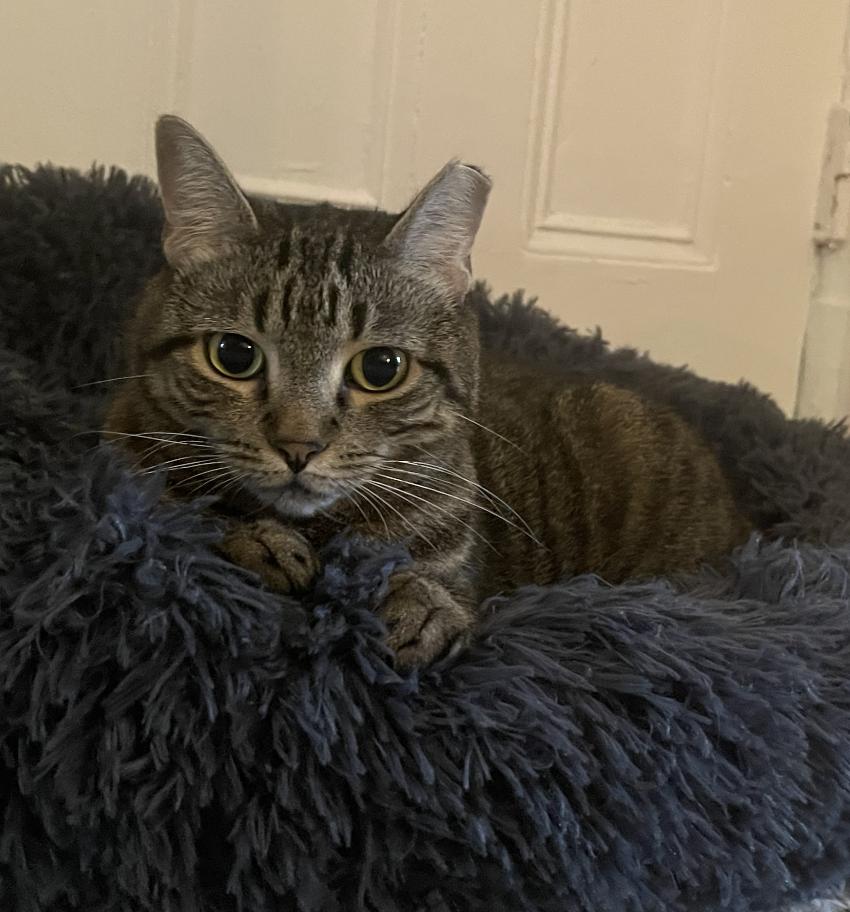 Enlarge Prissy, a Adoptable Domestic Short Hair in Brooklyn, NY image 2/3
