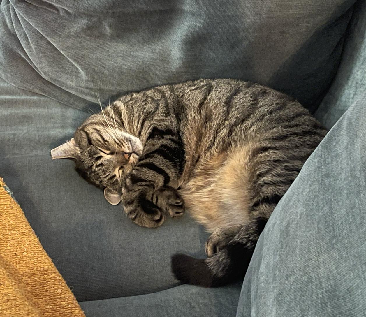 Enlarge Prissy, a Adoptable Domestic Short Hair in Brooklyn, NY image 3/3