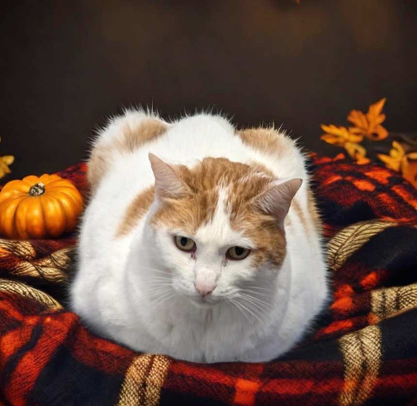 Enlarge Kyla, a Adoptable Domestic Short Hair in West Palm Beach, FL image 4/6