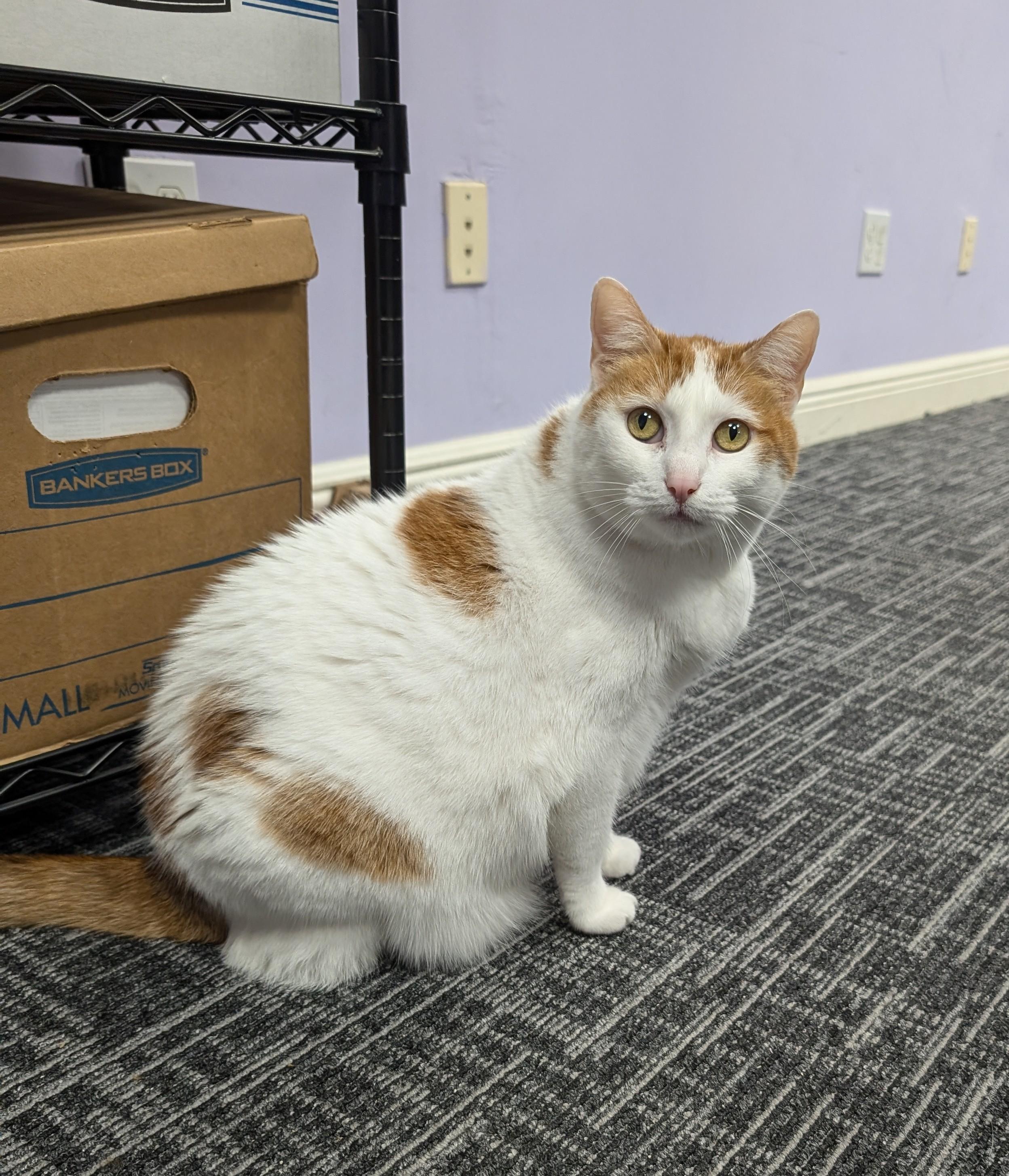 Enlarge Kyla, a Adoptable Domestic Short Hair in West Palm Beach, FL image 5/6