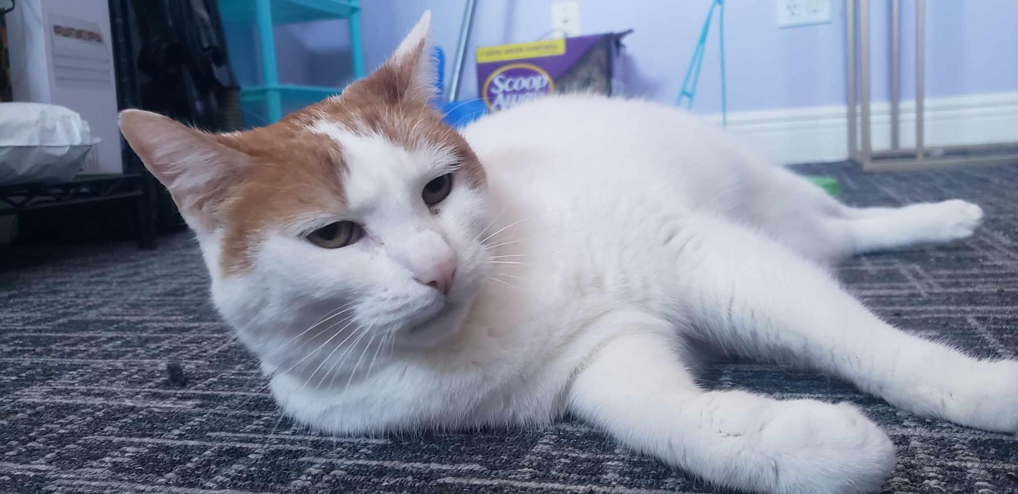 Enlarge Kyla, a Adoptable Domestic Short Hair in West Palm Beach, FL image 3/6