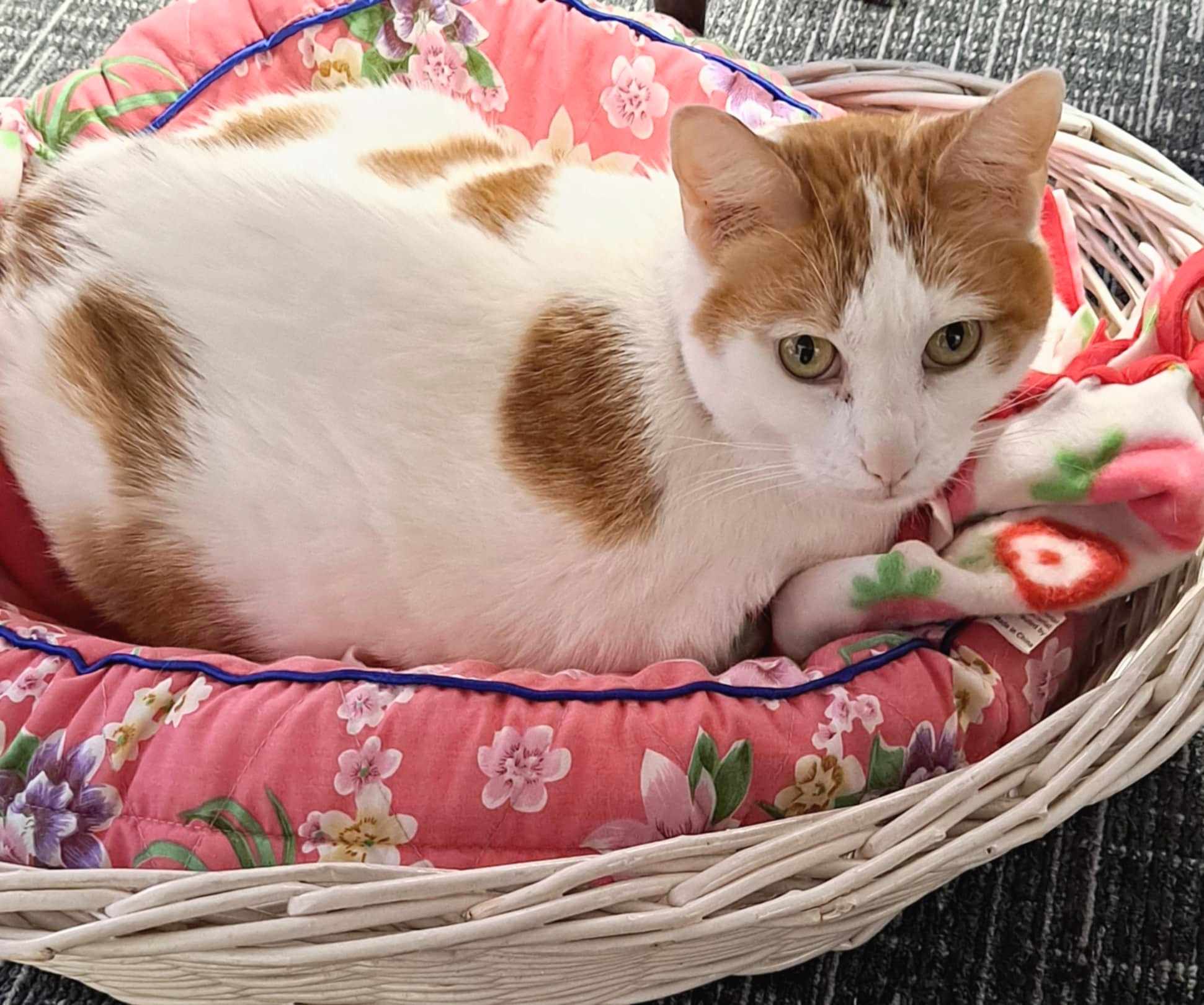 Enlarge Kyla, a Adoptable Domestic Short Hair in West Palm Beach, FL image 6/6