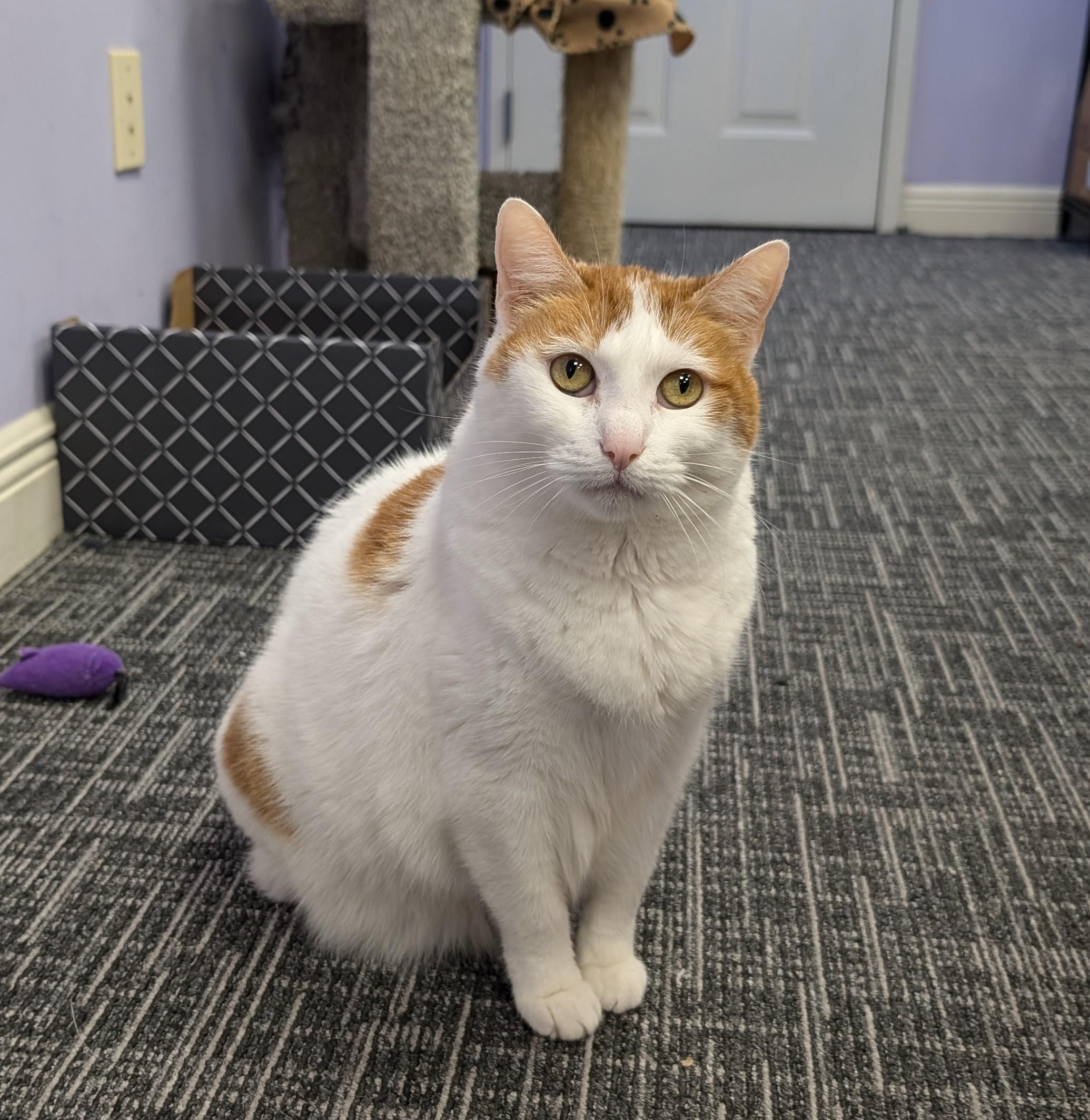 Enlarge Kyla, a Adoptable Domestic Short Hair in West Palm Beach, FL image 2/6