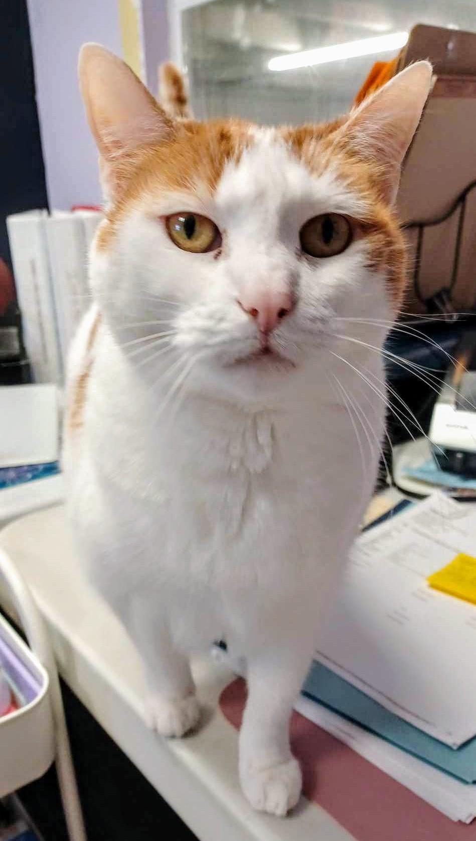 Enlarge Kyla, a Adoptable Domestic Short Hair in West Palm Beach, FL image 1/6