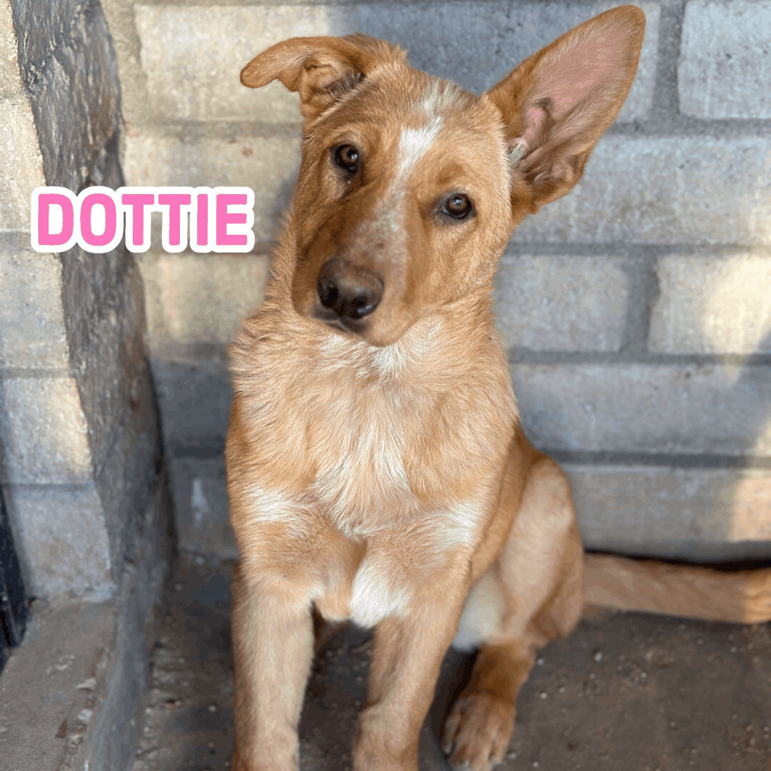 Dottie, a Adopted mixed breed in Tucson, AZ image 1/2