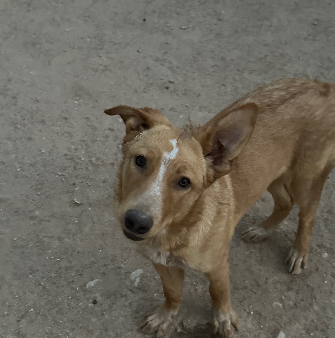 Dottie, a Adopted mixed breed in Tucson, AZ image 2/2