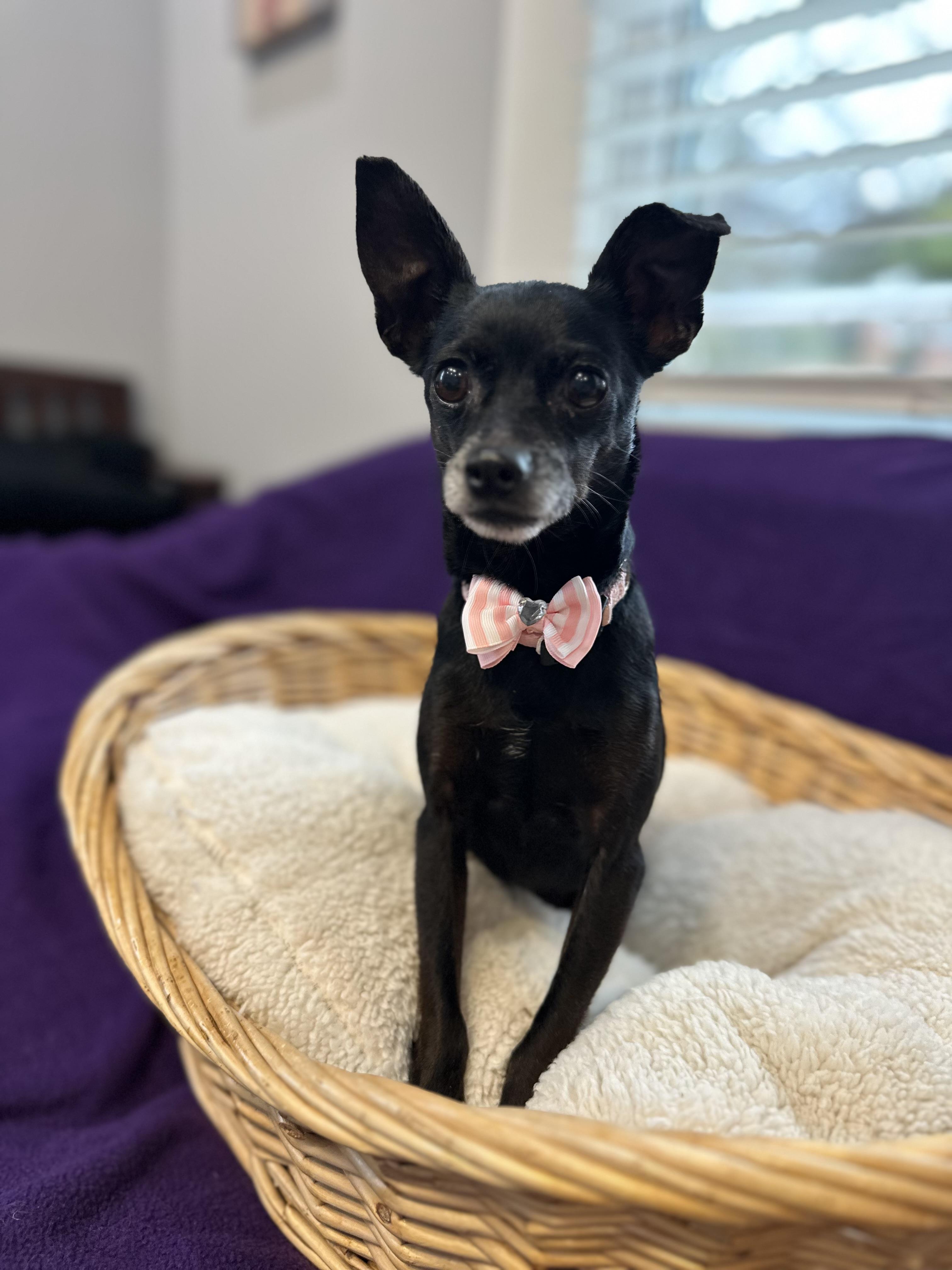 Luna the tripod Chi — thumbnail 2