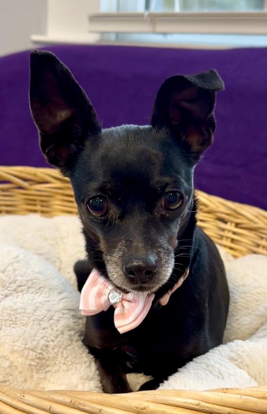 Luna the tripod Chi, ADOPTABLE, Senior Female Chihuahua.