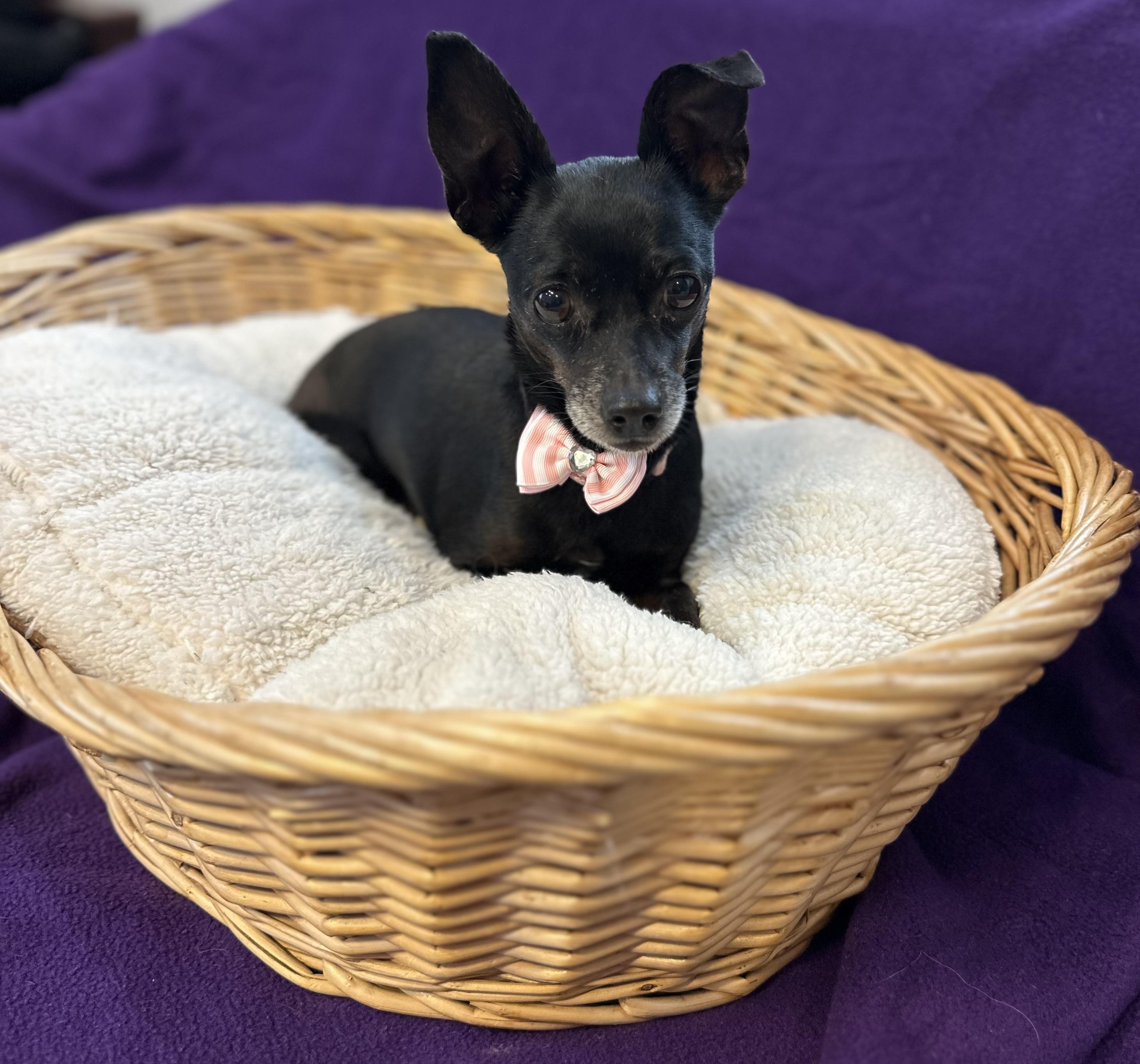 Luna the tripod Chi — thumbnail 4