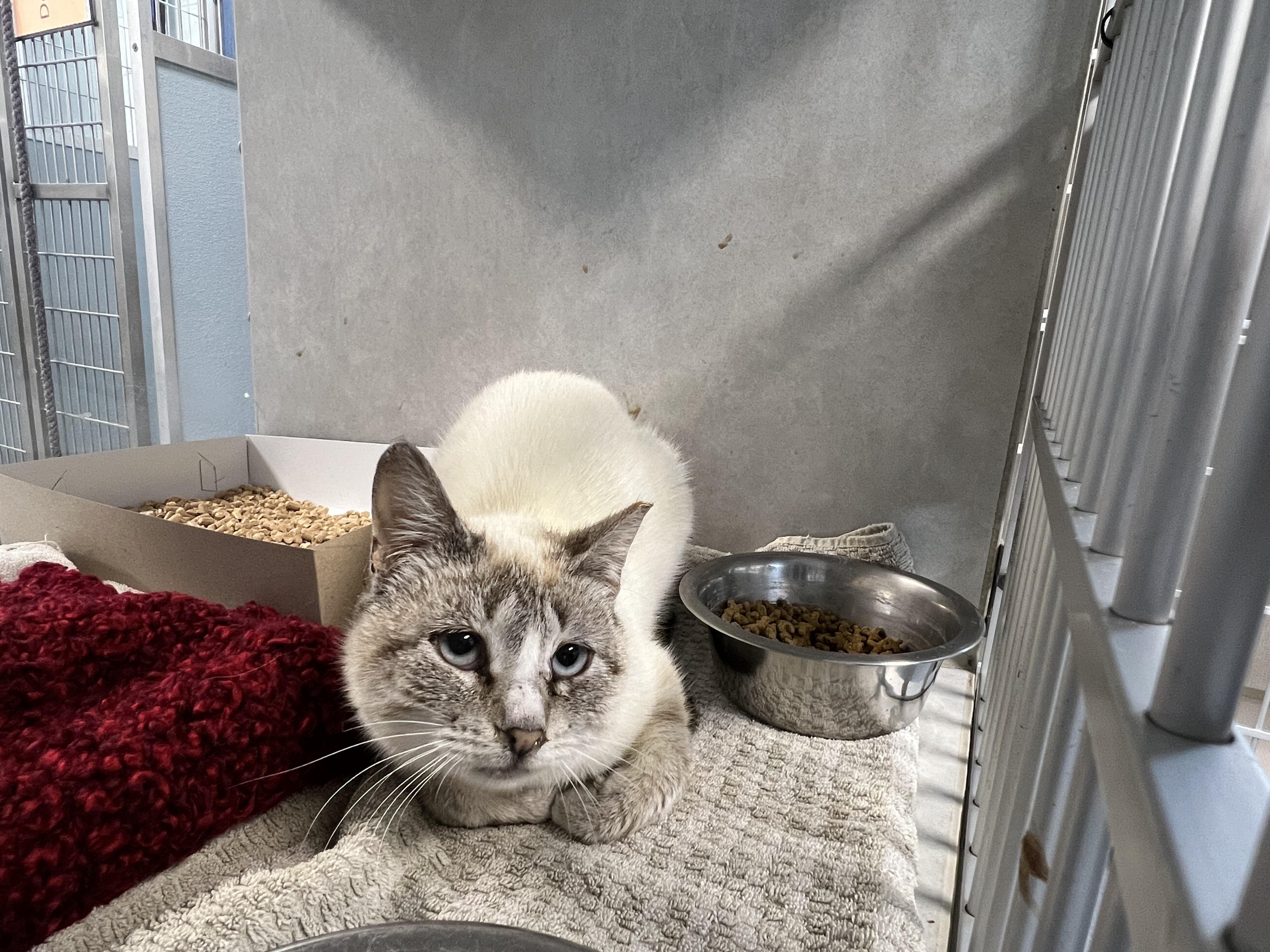 Uno (working cat) Adoption fee sponsored, Adoptable, Young Male Domestic Short Hair.