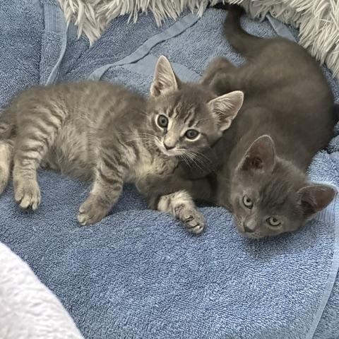 Poppy and Jack (8 week old pair ), a ADOPTABLE mixed breed in Stamford, CT image 5/6