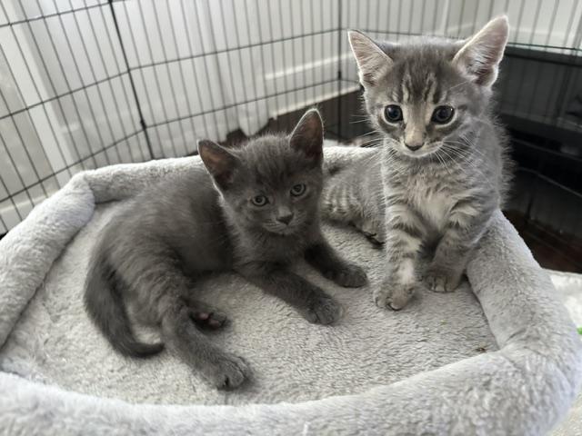 Poppy and Jack (8 week old pair ), a ADOPTABLE mixed breed in Stamford, CT image 1/6