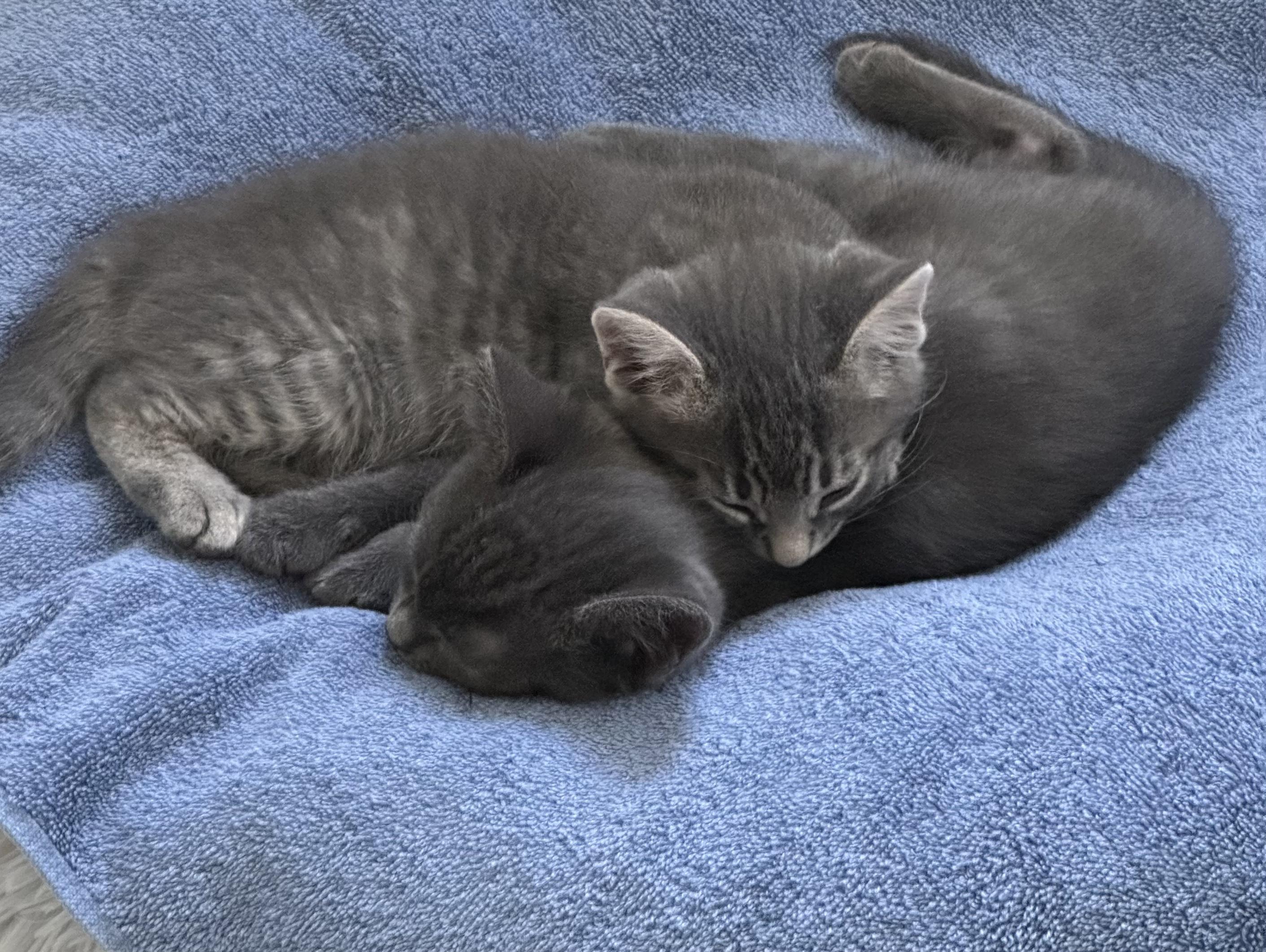 Poppy and Jack (8 week old pair ), a ADOPTABLE mixed breed in Stamford, CT image 6/6
