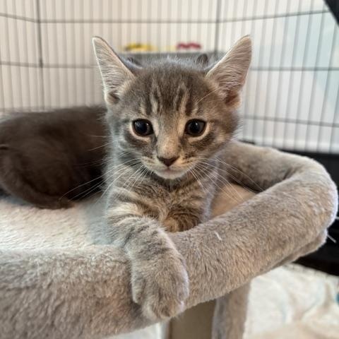 Poppy and Jack (8 week old pair ), a ADOPTABLE mixed breed in Stamford, CT image 3/6