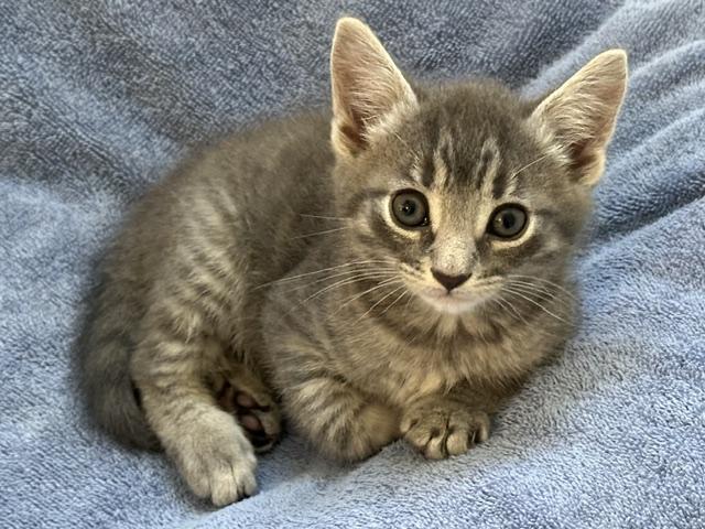 Poppy and Jack (8 week old pair ), a ADOPTABLE mixed breed in Stamford, CT image 2/6