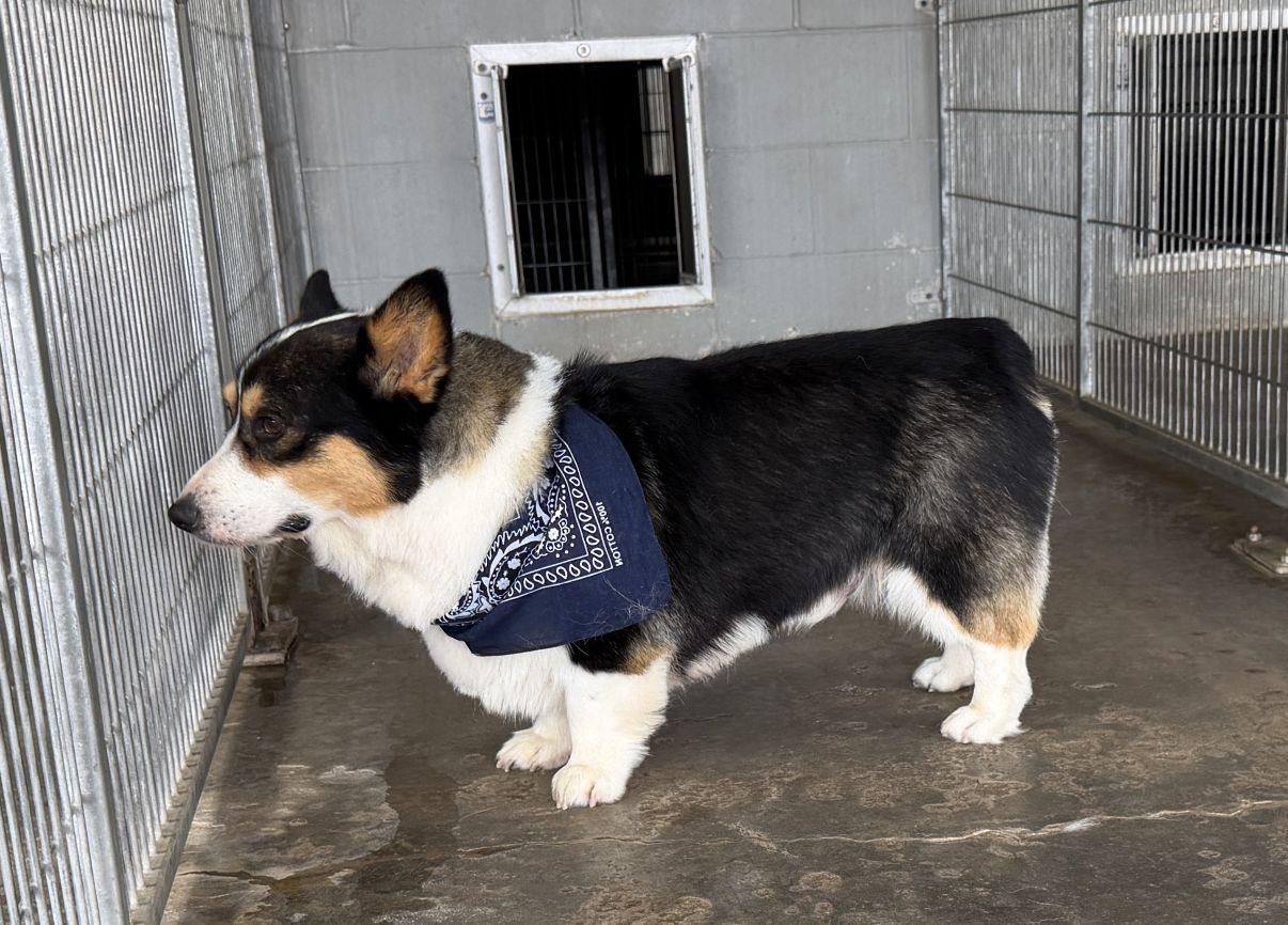 Bizmo, an adopted Corgi in El Paso, TX image 4/6