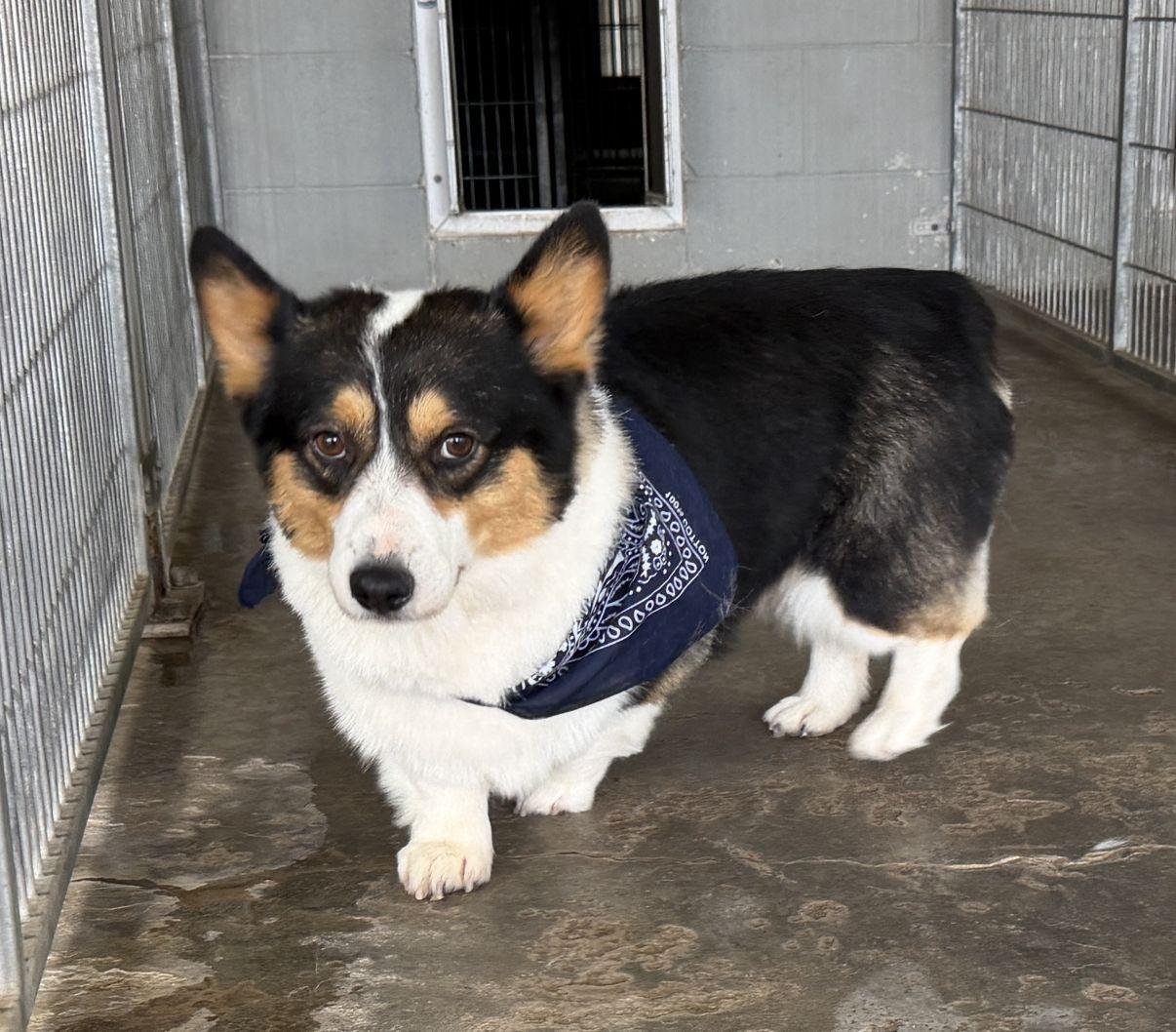 Bizmo, an adopted Corgi in El Paso, TX image 5/6