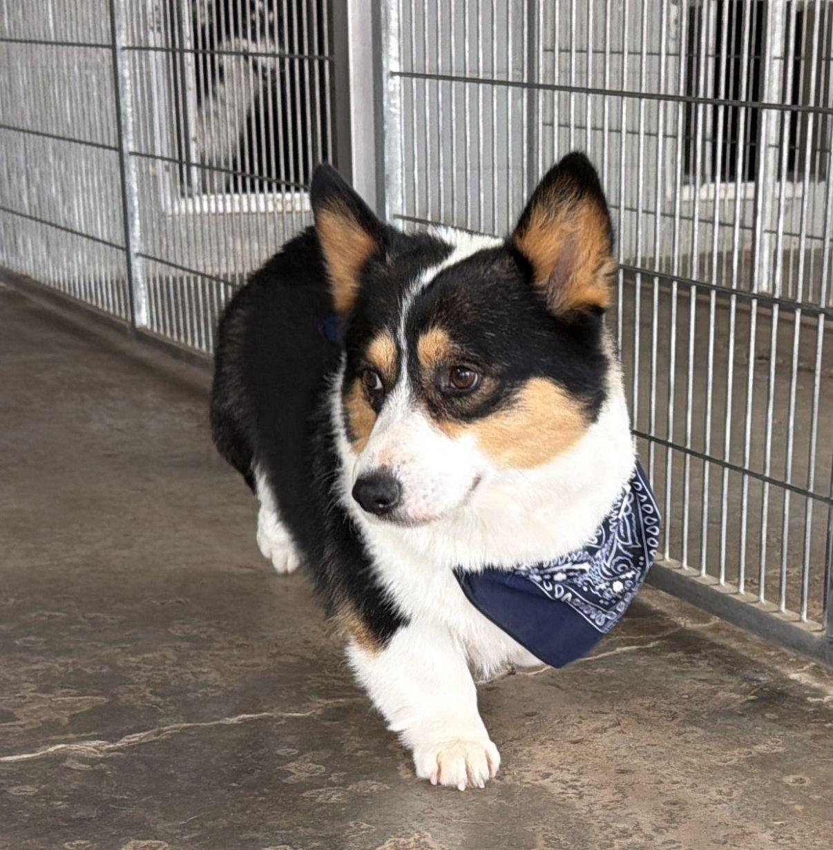 Bizmo, an adopted Corgi in El Paso, TX image 2/6