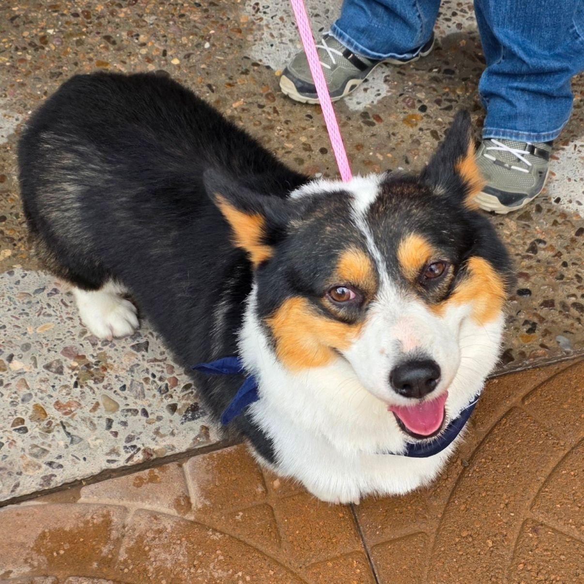 Bizmo, an adopted Corgi in El Paso, TX image 1/6