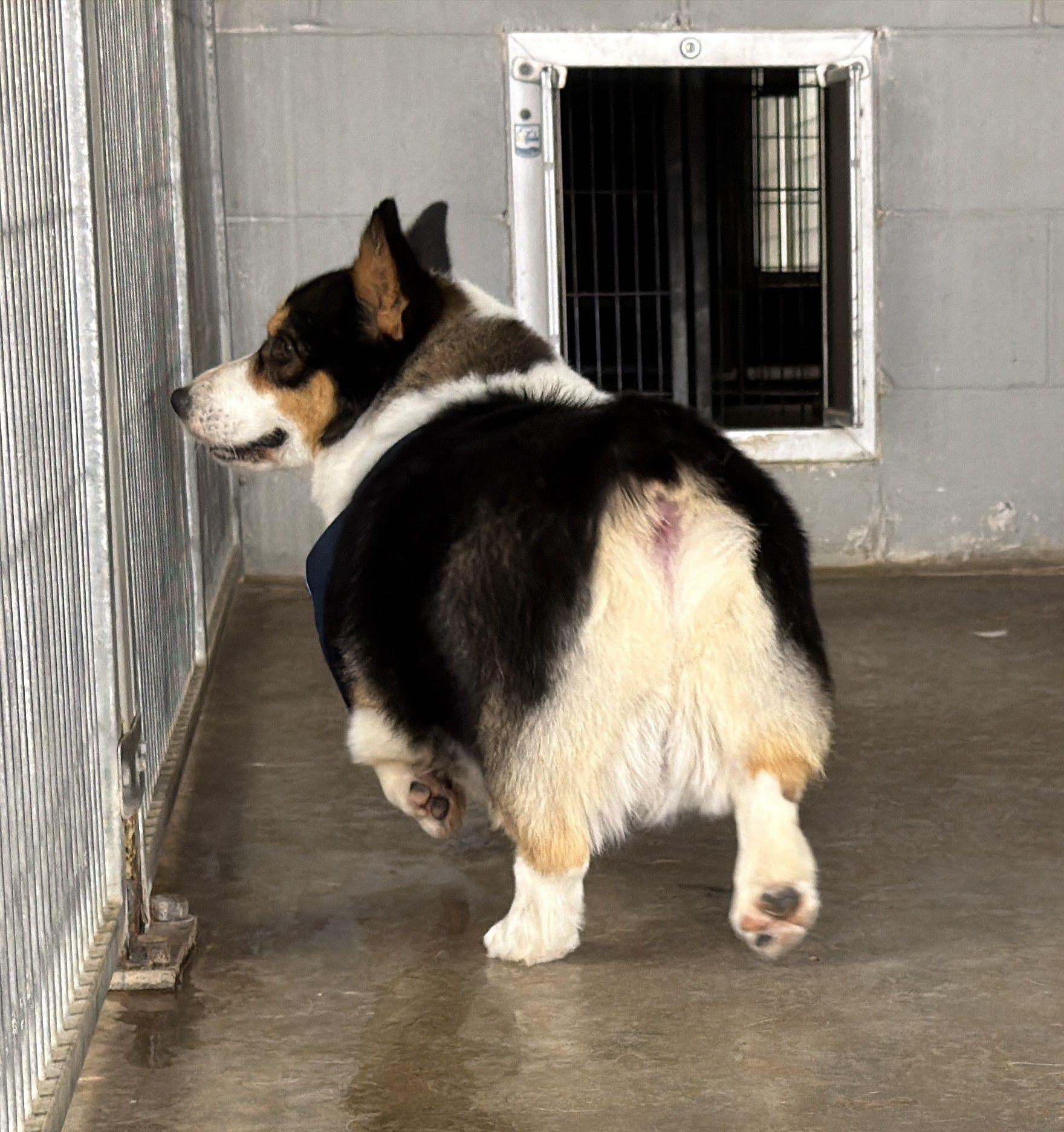 Bizmo, an adopted Corgi in El Paso, TX image 3/6