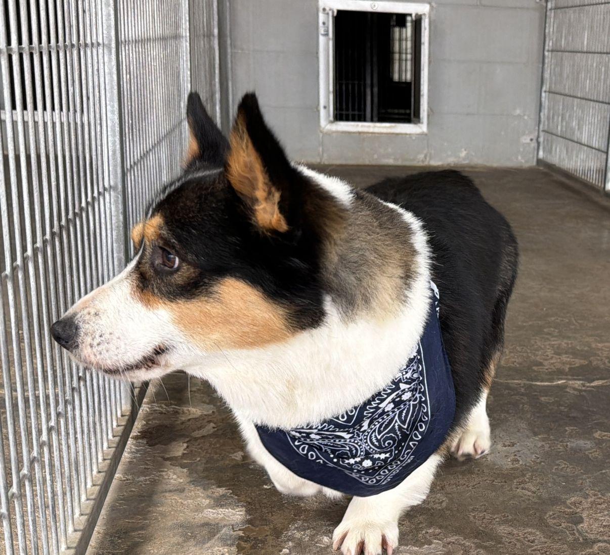 Bizmo, an adopted Corgi in El Paso, TX image 6/6