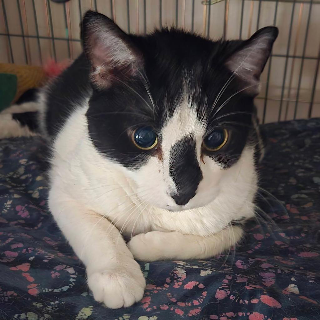 Schrodinger, Adoptable, Adult Male Domestic Short Hair.