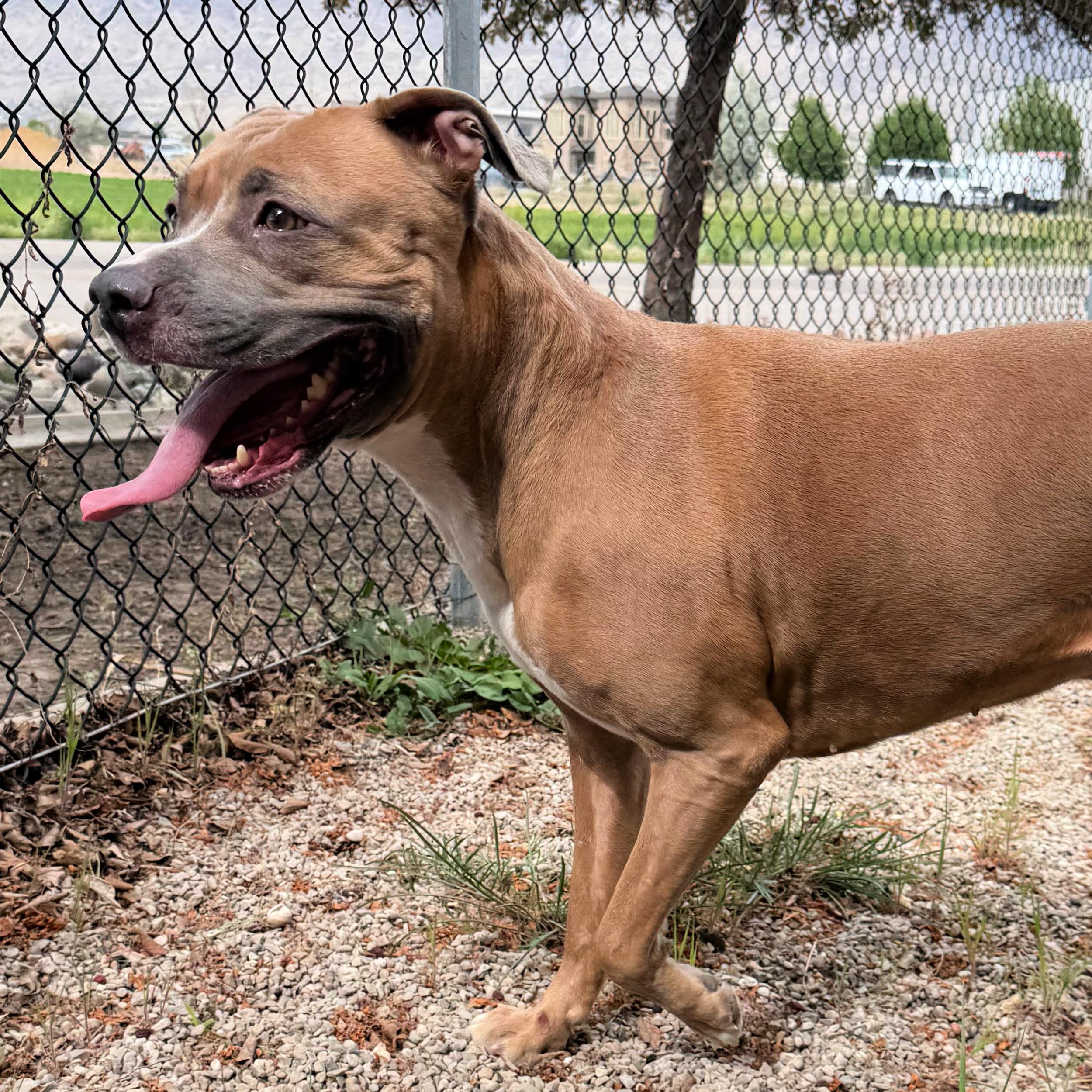 Enlarge Gracie, a ADOPTABLE mixed breed in Lindon, UT image 3/6